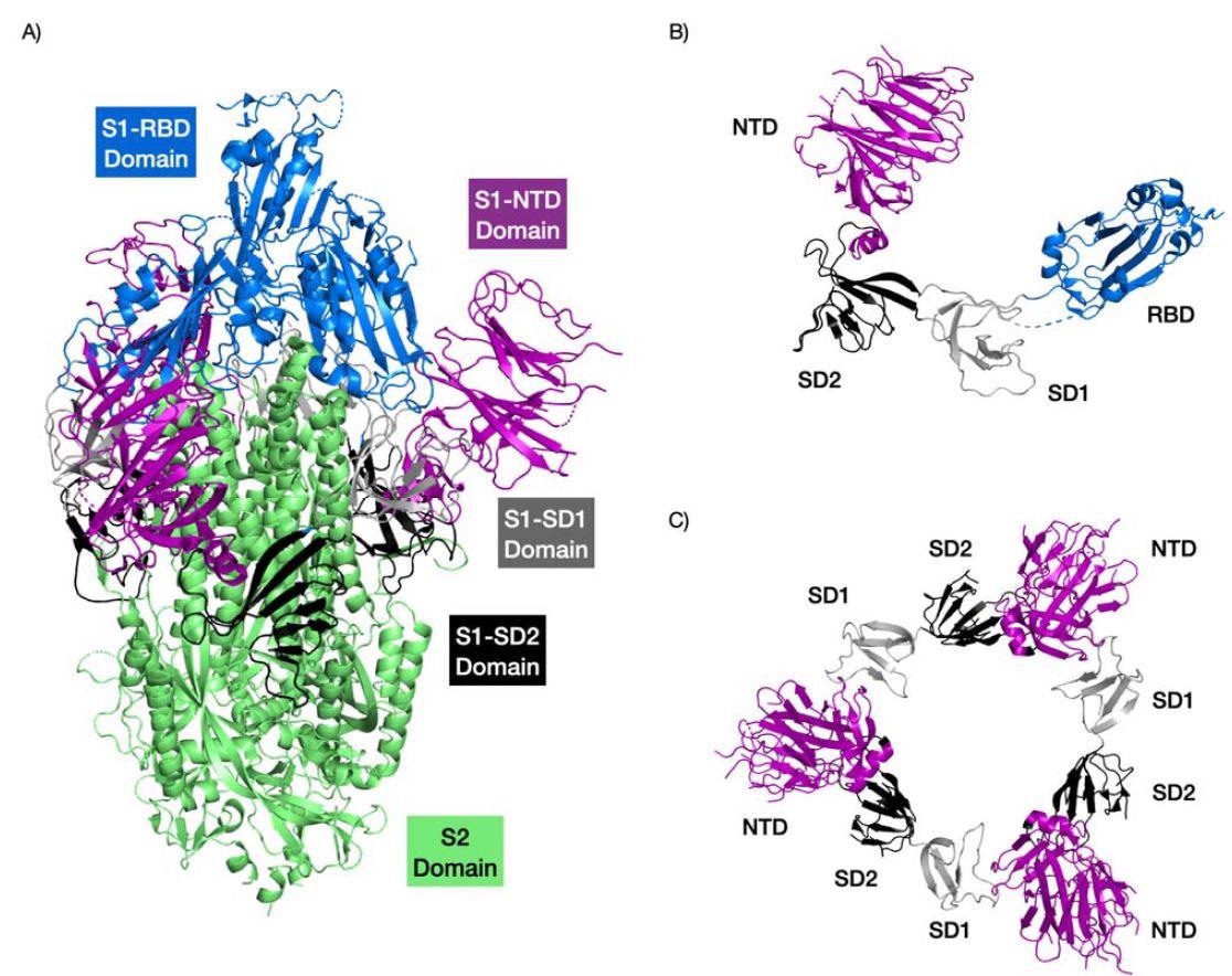 Structure of the SARS-CoV2 Spike protein highlighting the different domains. The RB domain is coloured in blue, the NTD domain in purple, the SD1 domain in grey and the SD1 doma in black. The trimer complex is shown in (A). The S1 region of a Spike protein monomer is shown (B). The interactions of the NTDs with SD1 and SD2 domains of the Spike protein trimer are show in (C). PDB structure 6VSB.