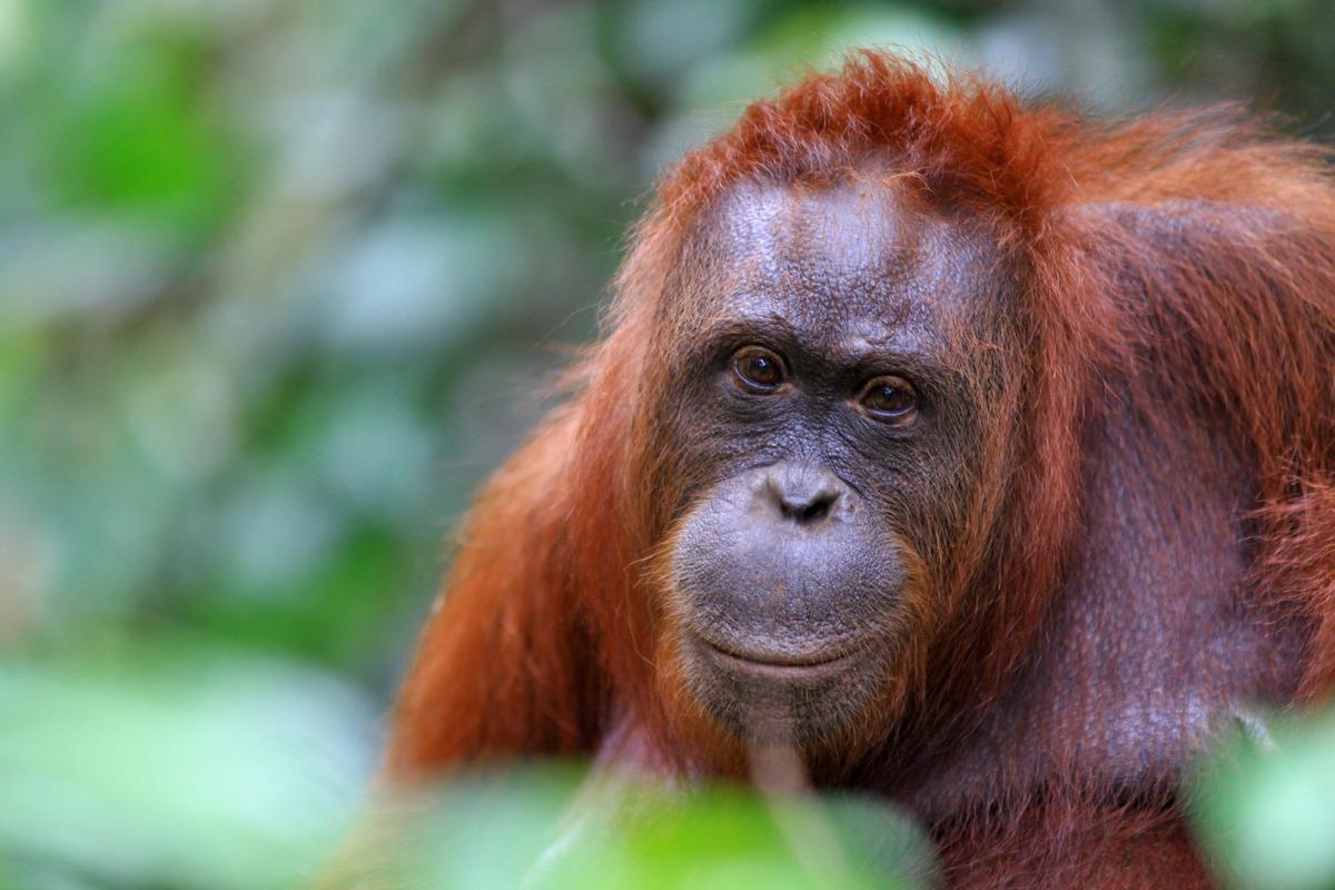 Study: Disease Risk and Conservation Implications of Orangutan Translocations. Image Credit: Lintang Hakim/Shutterstock