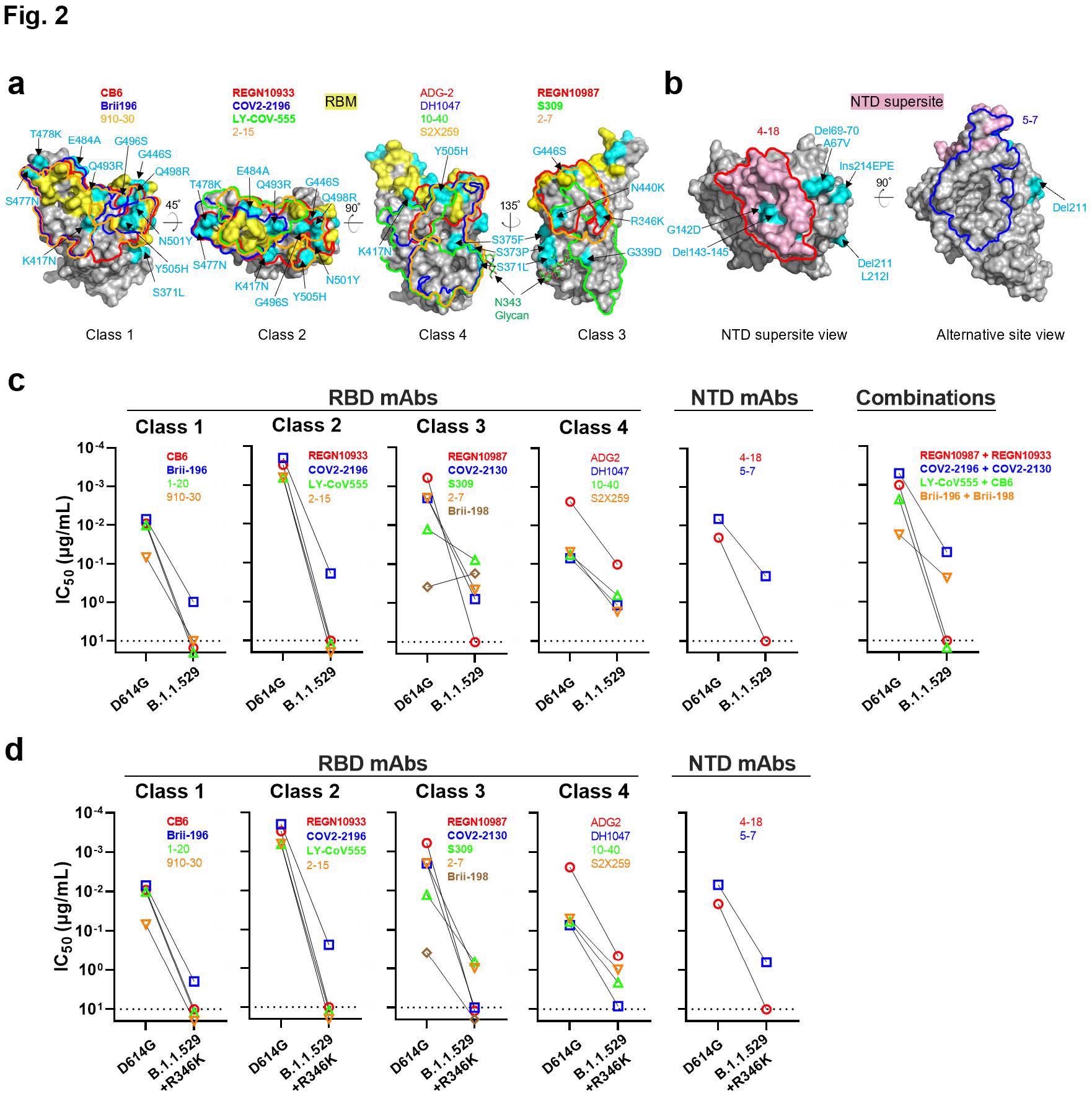 Resistance of B.1.1.529 to neutralization by monoclonal antibodies. a, Footprints of RBD-directed antibodies, with mutations within B.1.1.529 highlighted in cyan. Approved or authorized antibodies are bolded. The receptor binding motif (RBM) residues are highlighted in yellow. b, Footprints of NTD-directed antibodies, with mutations within B.1.1.529 highlighted in cyan. The NTD supersite residues are highlighted in light pink. c, Neutralization of D614G and B.1.1.529 pseudoviruses by RBD-directed and NTD-directed mAbs. d, Neutralization D614G and B.1.1.529+R346K pseudoviruses by RBD-directed and NTD-directed mAbs.