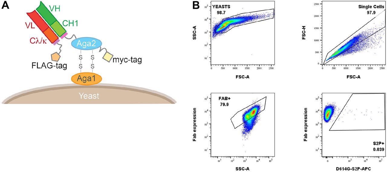 Yeast Fab display and gating tree for yeast display analysis of probe binding. (A) Saccharomyces cerevisiae strain AWY101 transfected with yeast display vector and Fab display is induced by incubating yeast in galactose containing media. The presence of Fab expressed on the yeast surface can be detected by staining with an anti-Flag antibody and analyzing using flow cytometry. (B) Induced yeast bearing Fabs of interested are analyzed by the indicated gating strategy. Singlets are analyzed for Fab expression and the proportion of probe binding determined within this population of yeast. Shown is a representative data.