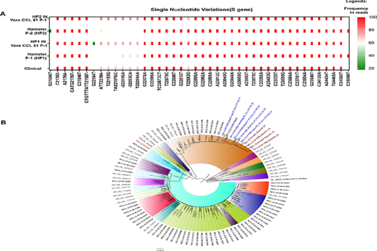 Figure 2: SNV and phylogenetic tree of the Omicron clinical and its isolate sequences: A) Single nucleotide variation in the S gene and its frequency in different in vivo and in vitro sequences. The x axis is the SNVs and Y axis marks the frequency. B) Neighbour joining tree with a bootstrap replication of 1000 cycles to assess statistical robustness. Different SARS-CoV-2 variants are marked in various colors.