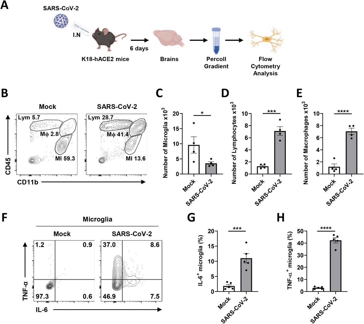 Microglial pro-inflammatory activation and depopulation by SARS-CoV-2 infection in K18-hACE2 mice. A Schematic of the experiment for B to H, created with BioRender.com. After six days, brains of mock or SARS-CoV-2-infected mice were extracted and used for Percoll gradient centrifugation to isolate mononuclear cells containing microglia for the flow cytometry analysis. The cellular surface of isolated mononuclear cells was stained with CD11b and CD45 antibodies. B Representative flow plot gated on leukocytes shows gating for microglia (MI, CD11b+, CD45Low), macrophages (Mϕ, CD11b+, CD45High), and lymphocytes (Lym, CD11b-, CD45High). C-E Bar graphs show the number of microglia (C), lymphocytes (D), and macrophages (E) isolated per brain at 6 dpi. F Representative flow plot gated on microglia shows activated microglia with highly expressed IL-6 and TNF-α to separate activated from ramified microglia. G-H Bar graphs indicate the percentage of activated microglia, highly expressing IL-6 (G) and TNF-α (H). Statistically significant differences between the groups were determined using Student’s t-test; *P < 0.05; ***P < 0.001; ****P < 0.0001. Symbols represent means ± standard error of the mean (SEM).