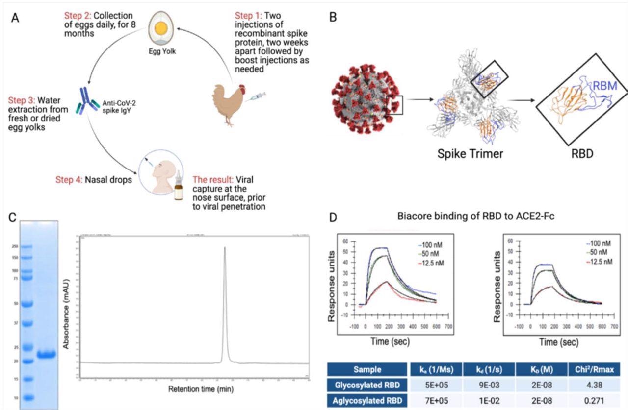 RBD and IgY preparation. (A) Workflow of the study. IgY preparation for intranasal drops as antiviral prophylaxis. (B) Cell-free expressed RBD derived from the Spike protein on the viral envelope of SARS-CoV-2. (C) Characterization of the recombinant protein RBD by ELISA and HPLC. (D) Determination of the affinity of the cell-free expressed RBD (amino acids 328-533) and mammalian-expressed full-length S1 to the hACE2 using Biacore.