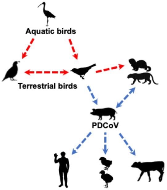 Likely origin and routes of cross-species transmission of PDCoV. The red dashed line indicates potential, but unknown, transmission of δ-CoVs from avian to mammalian species; the blue dashed line indicates potential transmission of PDCoV based on epidemiology or experimental studies.