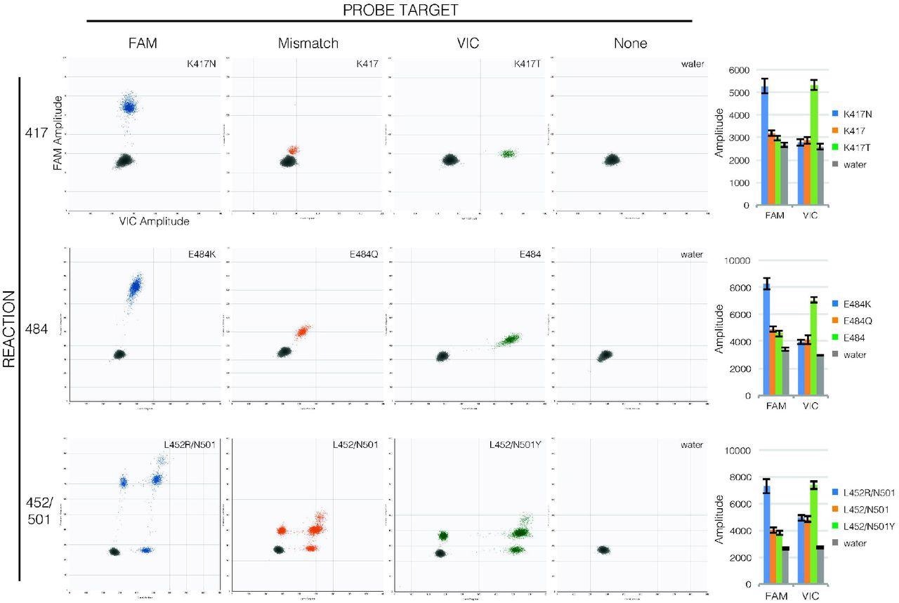 Probe binding clearly distinguishes mutations in RT-ddPCR. Droplet amplitude plots (n=1 per allele) illustrate how FAM fluorescence (X-axis) and VIC fluorescence (Y-axis) are diagnostic of templates matching the FAM probe (first column, blue droplets) or VIC probe (third column, green droplets) compared to templates with mutations in probe sequences (second column, orange droplets) and to droplets that lack template (fourth column, grey droplets) for each reaction (rows). Bar graphs (final column) show how consistent amplitudes are between specimens (average mean amplitude ± average standard deviation of 190-1900 positive droplets each,