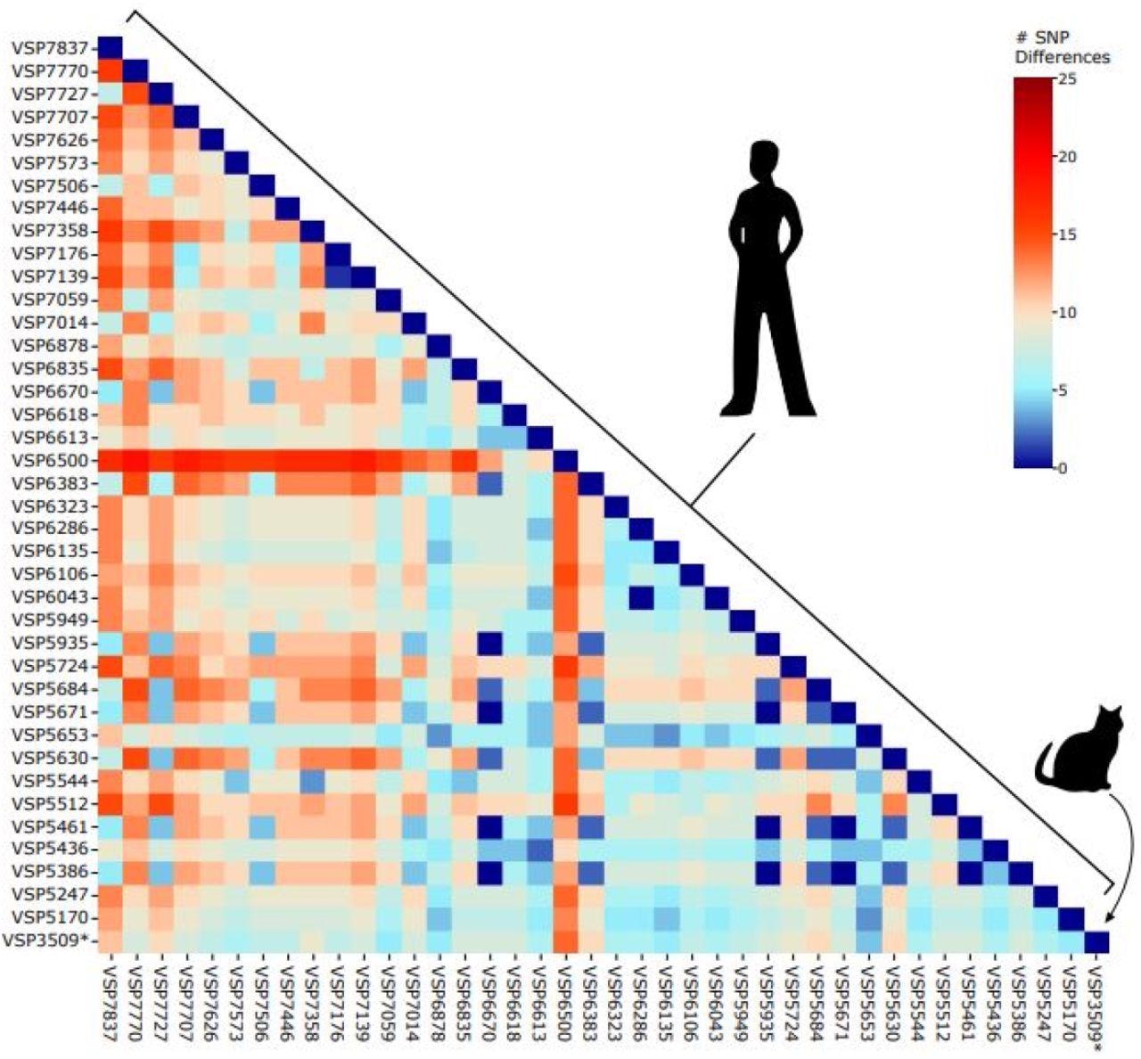 Pairwise distances between AY.3 sequences in the Delaware Valley. Included are the feline-derived sequence (VSP3509) and human-derived sequences. The number of SNPs separating each pair of lineages is shown by the color code (key to the right of the figure).