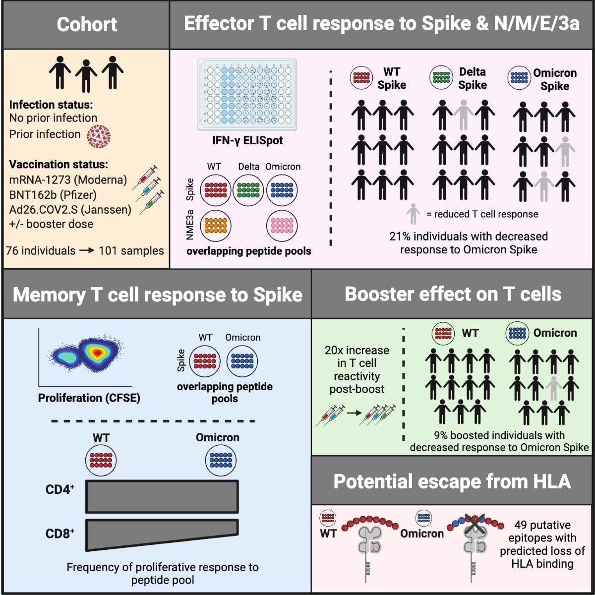 Study: T-cell reactivity to the SARS-CoV-2 Omicron variant is preserved in most but not all individuals