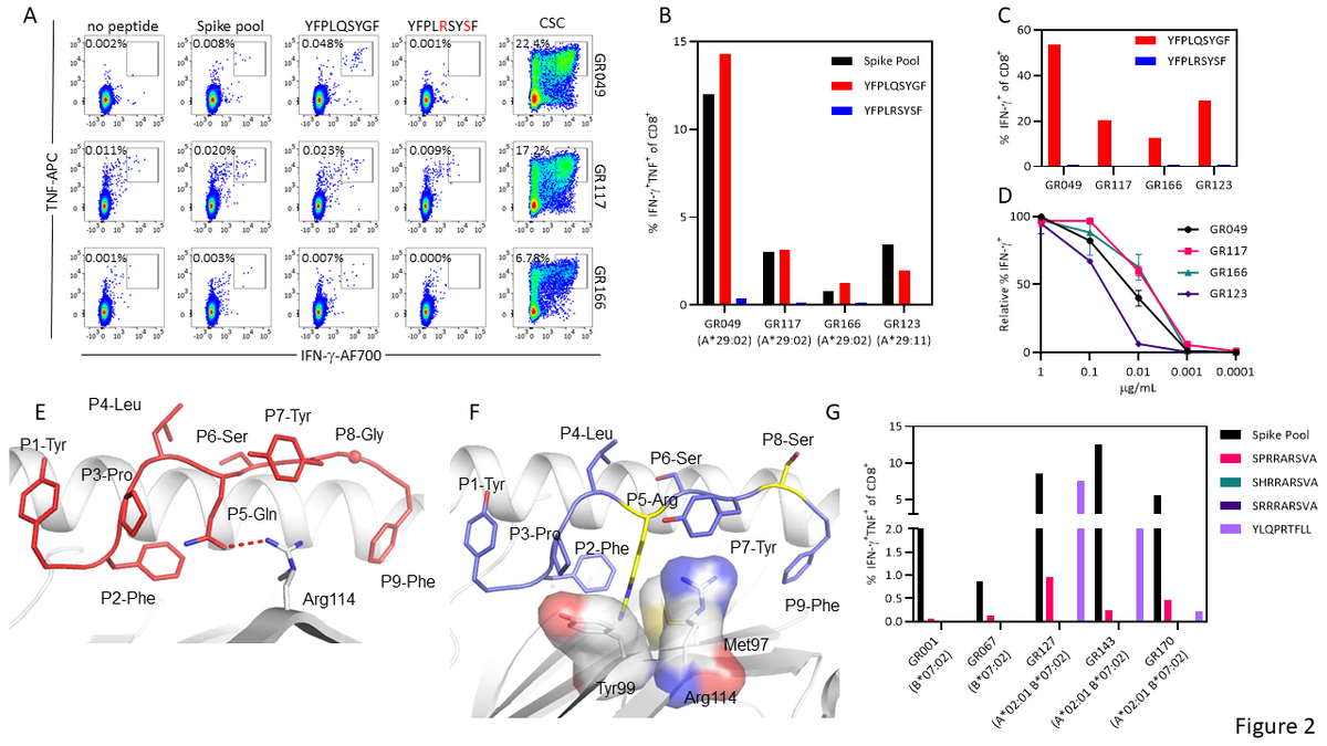 Recognition of the immunodominant HLA-A*29:02-restricted epitope in vaccinated participants. (A) Flow cytometry plots displaying the frequency of IFN-g-producing CD8+ T cells from PBMC of vaccinated HLAA*29:02+ individuals. (B) Frequency of IFN-g-producing CD8+ T cells following in vitro culture of PBMC from four vaccinated individuals (A*29:02