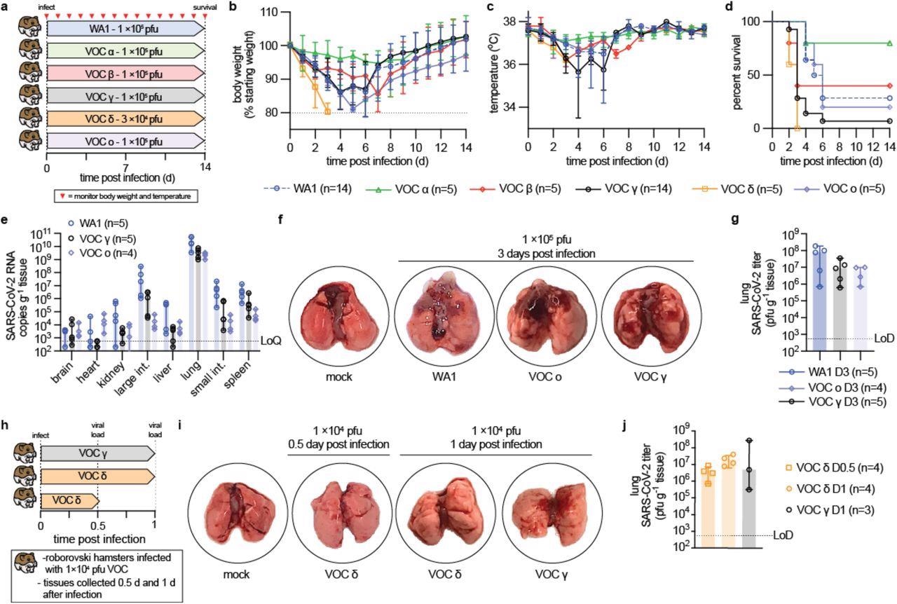 VOC pathogenesis in Roborovski dwarf hamsters. a, Schematic of the dwarf hamster pathogenesis study. Animals were monitored for up to 14 days after intranasal infection with 1 × 105 pfu each (VOC delta 3 × 104 pfu per animal). Clinical signs were assessed once daily (red triangles). b-c, Bodyweight (b) and temperature (c) of infected dwarf hamsters. d, Survival curves of infected dwarf hamsters from (a). e, Viral RNA copies in select organs extracted from infected hamsters 3 days after infection. f, Images of lungs from hamsters mock-infected or inoculated with 1 × 105 pfu WA1, VOC omicron, or VOC gamma 3 days after infection. g, Infectious titers from the lungs of hamsters shown in (f). h, Schematic of the dwarf hamster pathogenesis study utilizing 1 × 104 pfu VOC delta and gamma. i, Images of lungs extracted from hamsters mock-infected or inoculated with 1 × 104 pfu VOC omicron or VOC gamma 0.5 (delta) and 1 day (delta and gamma) after infection. j, Infectious titers from the lungs of hamsters shown in (i). Symbols represent independent biological repeats (e, g, j), lines intersect group medians (b-c), columns show group medians (e, g, j), and error bars represent 95% 0 confidence intervals. LoD, limit of detection; LoQ, limit of quantitation.