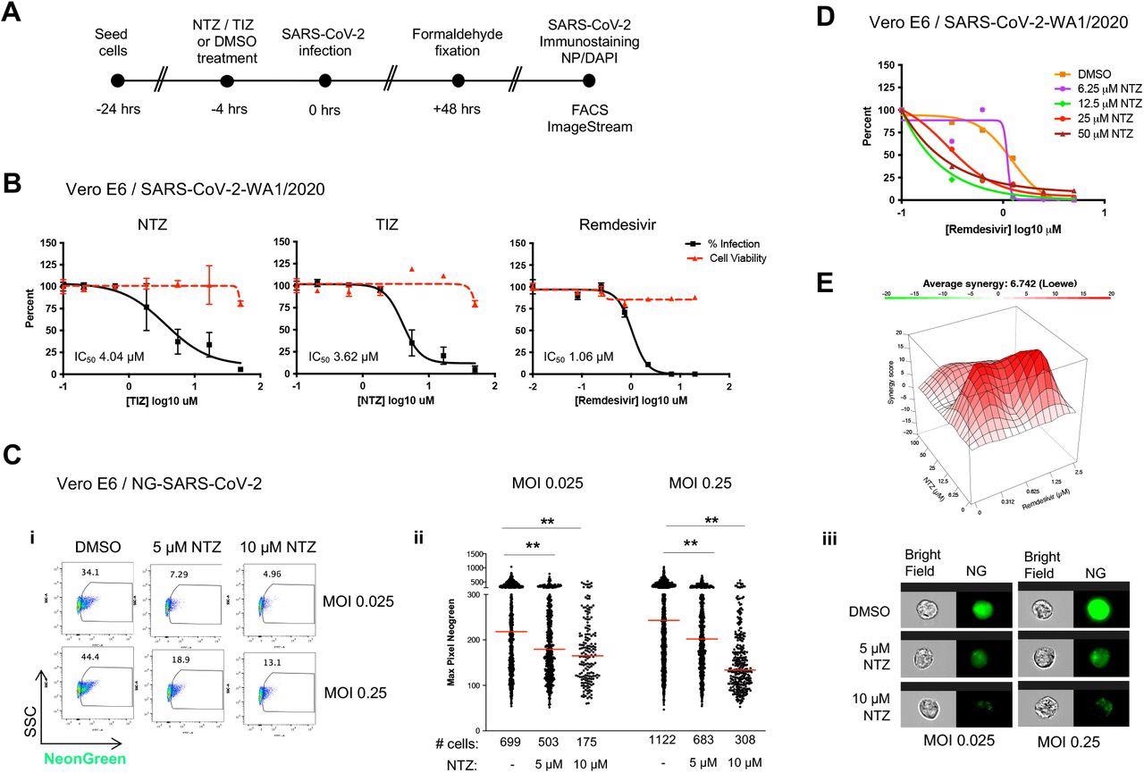 SARS-CoV-2 replication is inhibited by NTZ or TIZ in Vero E6 cells. A. Schema of the antiviral assay. B. Percent inhibition of SARS-CoV-2 replication and cytotoxicity assay in Vero E6 cells in the presence of the indicated drugs: NTZ (nitazoxanide), TIZ (tizoxanide), Remdesivir (RDV). Vero E6 cells were infected with 100 PFU (MOI 0.025) of SARS-CoV-2 (isolate USA-WA1/2020) in the presence of increasing concentrations of drug for 48 hrs, after which viral replication was measured by NP immunostaining as described in Materials and Methods. In all panels, viral infectivity is shown as a solid black line and cell toxicity as a dashed red line. Calculated IC50 is indicated in the bottom-left corner of each plot. RDV is included as a standard of care control. C. Quantitative inhibition of NeonGreen SARS-CoV-2 in Vero E6 cells measured by flow cytometry and quantitative imaging flow cytometry using the ImageStream platform. Vero E6 cells were pretreated with 5 or 10 μM NTZ or carrier (DMSO) for 4 hrs and then infected with NeonGreen (NG)-SARS-CoV2 at an MOI of 0.025 or 0.25. At 48 hrs post-infection cultures were fixed for 24 hrs before FACS and ImageStream analysis. (i) The percentage of infection as measured by FACS. Experiments were performed at least three independent times. (ii) Dot plot displaying the quantification of NG pixels as a representation of NG-SARS-CoV-2 fluorescence in infected cells (among the 3000 cells acquired). Asterisks indicate significant differences in NTZ-treated samples as compared to DMSO control by two-tailed Mann-Whitney test. **P<0.001 for each comparison. The number of infected cells in each experimental condition is shown at the bottom of the panel. We found significant reduction of infected cells in NTZ-treated cultures at both MOIs and both concentrations of NTZ (***P<0.0001 for each comparison) by Fisher exact test using Stata 12 software. Experiments were performed at least three independent times. (iii) Images of representative NeonGreen-SARS-CoV-2 infected cells were selected from the median levels of pixels shown in the analysis in panel (ii). D. Antiviral activity curves by RDV in the presence of increasing concentrations of NTZ. E. Synergy landscapes and combination scores generated by the Loewe method using SynergyFinder software.