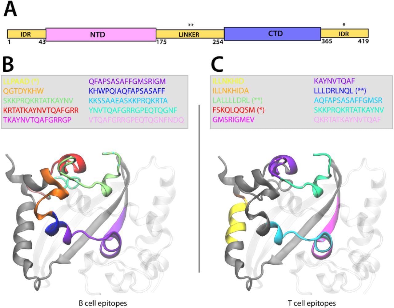 Representation of the localization of the B-Cell and T-Cell epitopes on the CTD domain of the Nucleoprotein. A. Scheme of SARS-CoV-2 N domains illustrating the N-term intrinsically disordered region (IDR) followed by the N-terminal domain (NTD), the IDR linker, the C-terminal domain (CTD), and the C-term IDR. B-C. The N CTD dimer is represented in New Cartoon format (one monomer is gray-colored and the other is transparent) and the sequence of the B-Cell (B) and T-Cell (C) epitopes is colored according to the legend represented in the figure. The epitope sequence is represented in the legend. The epitopes located in the linker domain are indicated by (**) and those in the C-term IDR by (*). For great clarity, we represented the epitopes in only one monomer.