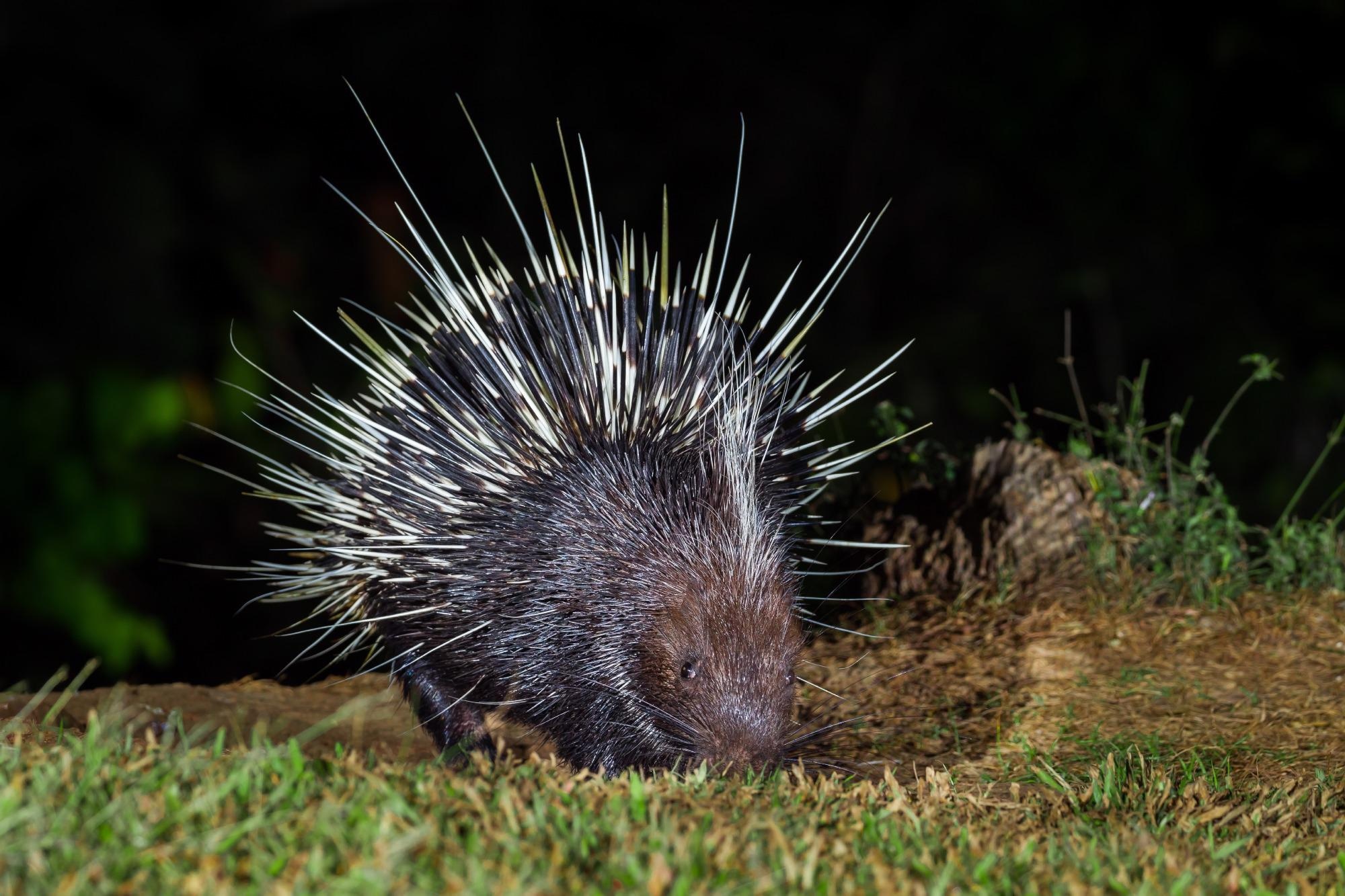 Study: Virome characterization of game animals in China reveals a spectrum of emerging pathogens. Image Credit: kajornyot wildlife photography / Shutterstock