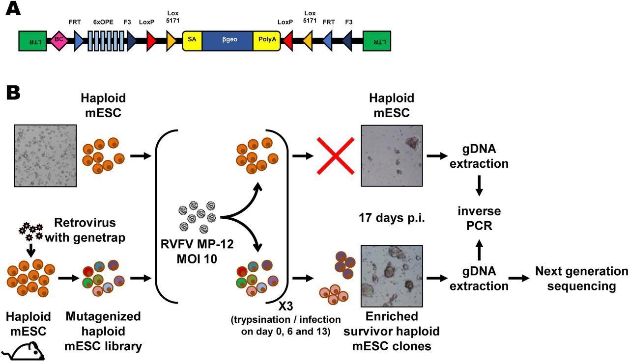 Forward genetics screen of the haploid mouse embryonic stem cell library for resistance to RVFV MP-12. (A) Schematic representation of the retroviral revertible genetrap used for mutagenesis. BC, barcode; OPE, Oct4 binding sites; SA, splicing acceptor site. (B) Experimental workflow for the RVFV MP-12 resistance screen using insertional mutagenesis. Bright-field microscopy images of the cells before infection and at the end of the screening process are shown as examples. mESC, mouse embryonic stem cells; p.i, post-infection; RVFV, Rift Valley fever virus.