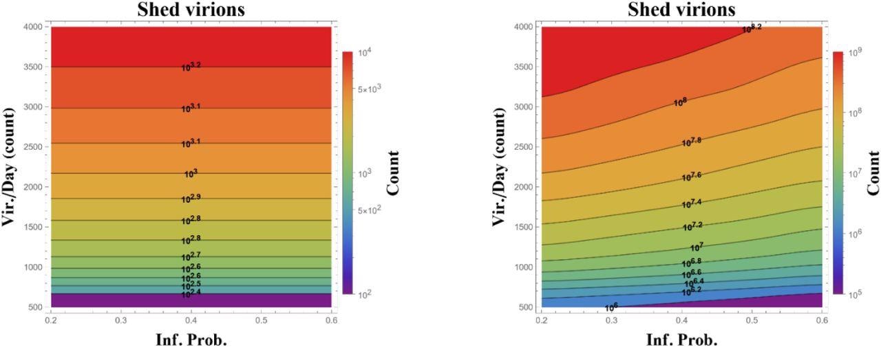 State diagram of total infectious virions replicated over 24 (left) and 48 (right) hours from a single infected (ciliated) cell in the upper nasal passage, calculated over ranges of probability to infect per ciliated cell encounter per second (horizontal) and number of infectious virions replicated per day (vertical). Simulations start at onset of cell infection and assume the alpha variant 12-hour latency time before infected cells begin to replicate. Data presented are averages over 100 realizations, with orders of magnitude on level sets and in the color bar.