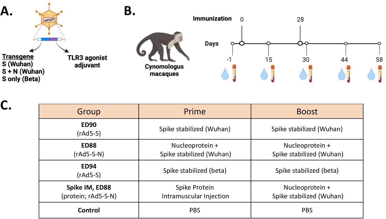 Immunogenicity study design for assessing of mucosal delivery of potential rAd5 vaccine candidates. (A) Illustration of rAd5 vector candidates. (B) Study timeline for prime-boost vaccine administration and serum and nasal swab sample collection. (C) Vaccine candidates evaluated for immunogenicity in cynomolgus macaques.