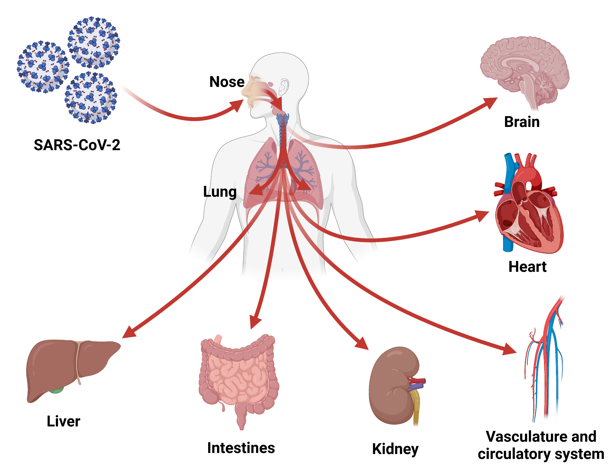 Study: Organoid Models of SARS-CoV-2 Infection: What Have We Learned about COVID-19?