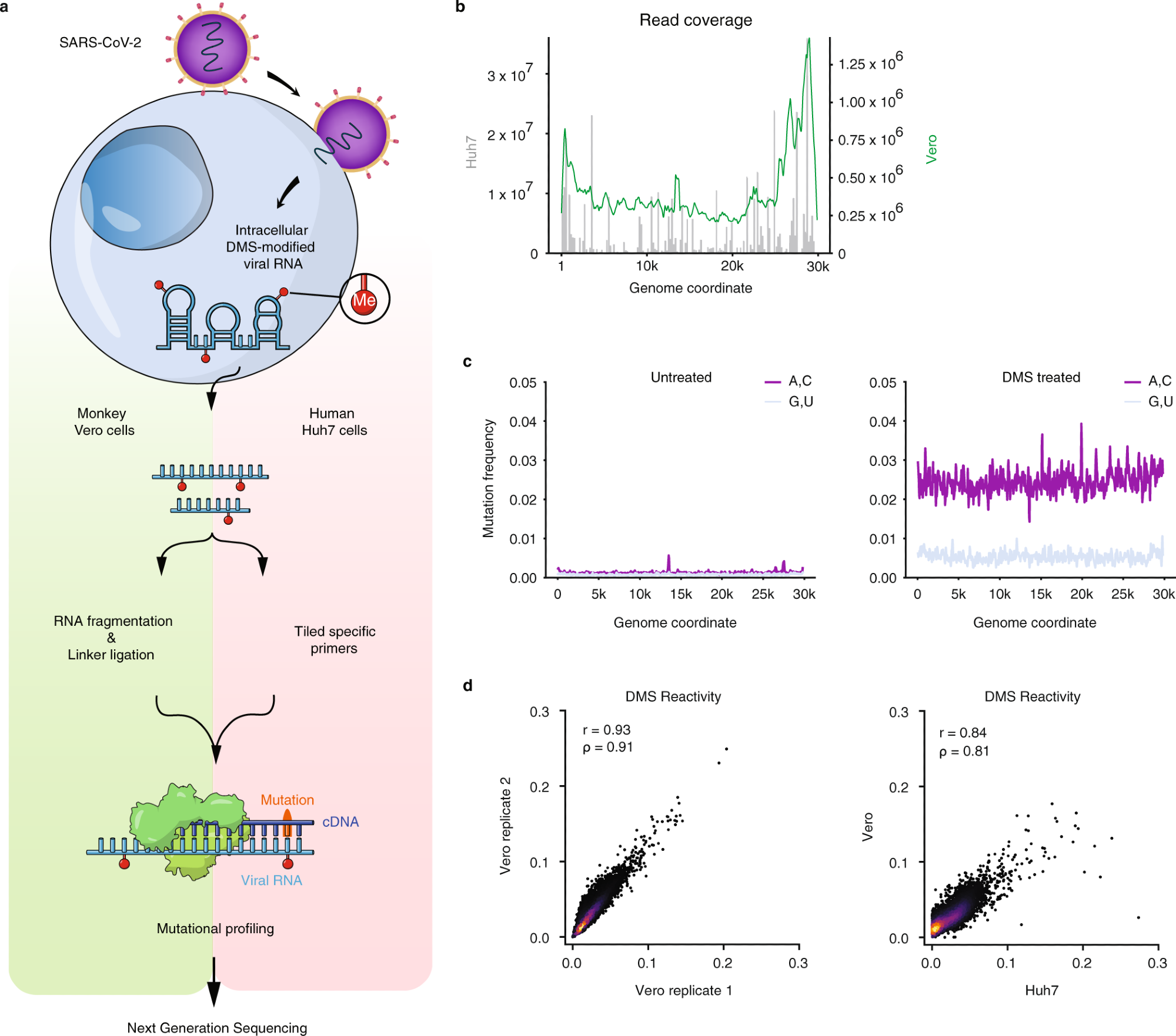 a Schematic of the experimental protocol for probing severe acute respiratory syndrome coronavirus 2 (SARS-CoV-2) RNA structures in Vero and Huh7 cells using dimethyl sulfate mutational profiling with sequencing (DMS-MaPseq). b Read coverage as a function of genome coordinate for Huh7 cells using tiling specific primers (gray bars, left axis) and Vero cells using linker ligation (green curve, right axis); Vero coverage was smoothed by taking the mean over a sliding window of 500 nt. c Signal vs. noise plots of mutation frequencies (i.e., among all reads aligning to each genome coordinate, the fraction of reads with a mutation at that coordinate) on adenines (As) and cytosines (Cs) vs. guanines (Gs) and uracils (Us) as a function of genome coordinate for untreated and DMS-treated RNA. A mutation frequency of 0.01 at a given position represents 1% of reads having a mismatch or deletion at that position. Signal and noise were smoothed by taking the mean over 100 nt windows in increments of 50 nt. d Comparison of DMS reactivities on As and Cs between biological replicates in Vero cells (left) and between the averaged of Vero replicates and Huh7 cells (right). Pearson (r) and Spearman (ρ) correlation coefficients are shown. For each sample, the top 0.05% of mutational fractions (values over 0.27 for Vero and 0.38 for Huh7) were considered outliers and excluded from the plot and calculation of correlation coefficients.
