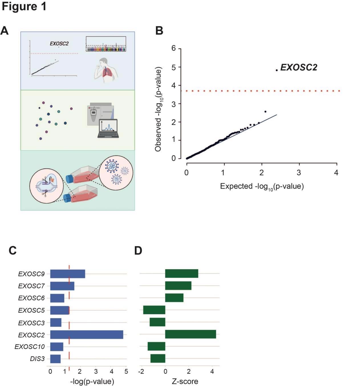 An unbiased screen of host proteins identified as high confidence interacting partners of SARS-CoV-2 proteins links RNA exosome components to the risk of clinical COVID-19. (a) Schematic of the study design. Known host-viral interactions were screened for disease-association by combining lung-specific eQTLs with a GWAS for COVID-19 symptoms. Identification of a positive correlation between EXOSC2 expression and increased severity of COVID-19 led to further study of interactions between the SARS-CoV-2 polymerase and the entire human RNA exosome by AP-MS. Finally, CRISPR editing of EXOSC2 within human lung cells and subsequent infection with SARS-CoV-2 facilitated validation of the relationship between EXOSC2 expression and viral replication and interrogation of the underlying biological mechanism. (b) Lung eQTLs were used to group genetic variants according to their effect on the expression of 332 host genes encoding proteins that interact with viral proteins. Only expression of EXOSC2 was significantly associated with clinical risk of COVID-19 after Bonferroni multiple testing (red line). (c-d) Lung eQTLs were used to group genetic variants according to their effect on expression of all genes encoding components of the RNA exosome. Expression levels of EXOSC7, EXOSC9 and EXOSC2 were significantly linked to clinical COVID-19 and in each case, higher expression was associated with a higher risk of infection.