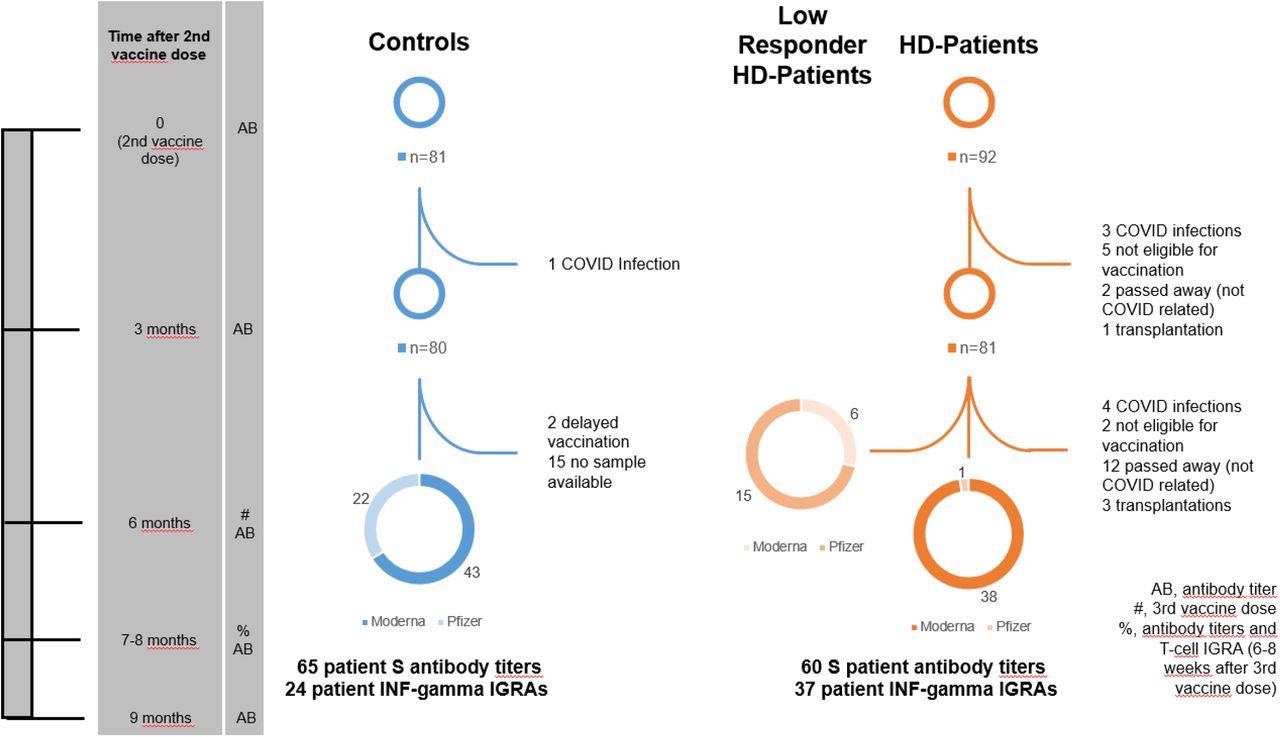Patient flowchart. This flowchart is a graphical representation of the study design. The time axis on the left shows various significant time points in the study for easy orientation. The column beside the time points lists the events that occurred at this time point. Entries in this column are explained in the box at the bottom right of the flowchart.