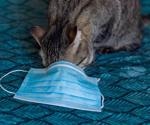 Study finds low-risk of spillover SARS-CoV-2 infection from domestic cats