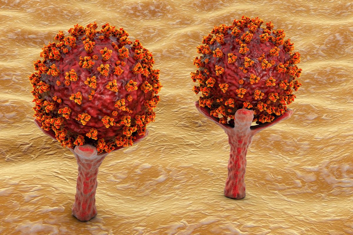 Study: Close relatives of MERS-CoV in bats use ACE2 as their functional receptors. Image Credit: Kateryna Kon/Shutterstock