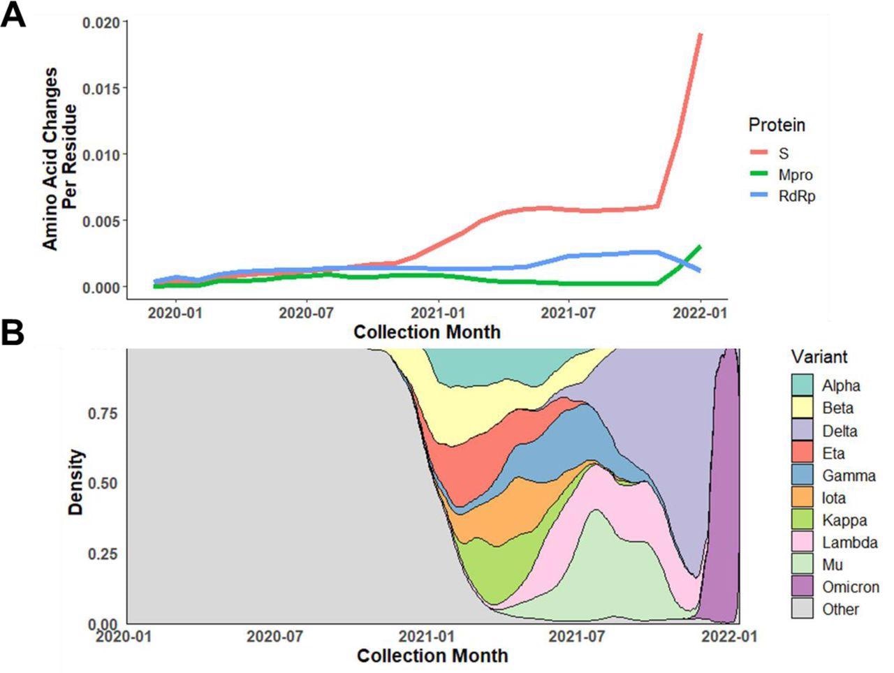 Dynamic change in amino acid mutation rate of Mpro compared to S protein and RdRp.