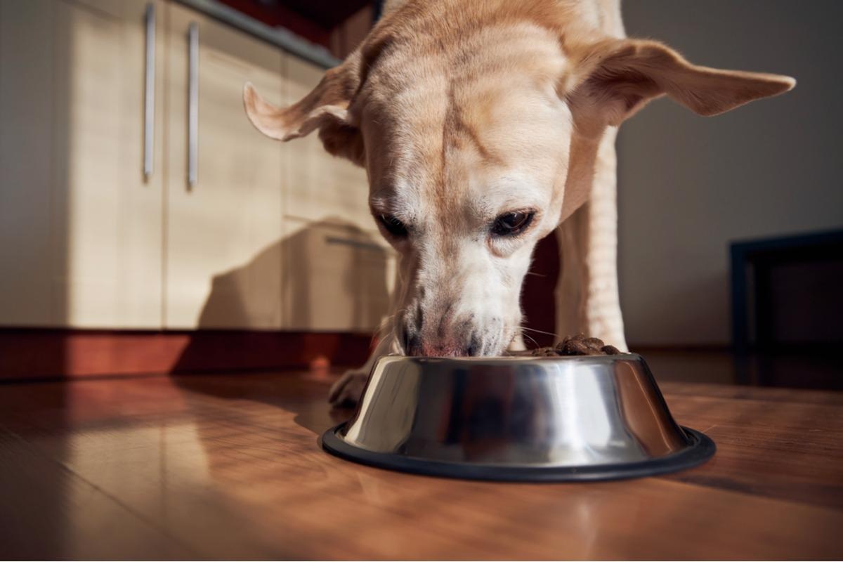 Study: Survey evaluation of dog owners’ feeding practices and dog bowls’ hygiene assessment in domestic settings. Image Credit: Jaromir Chalabala/Shutterstock