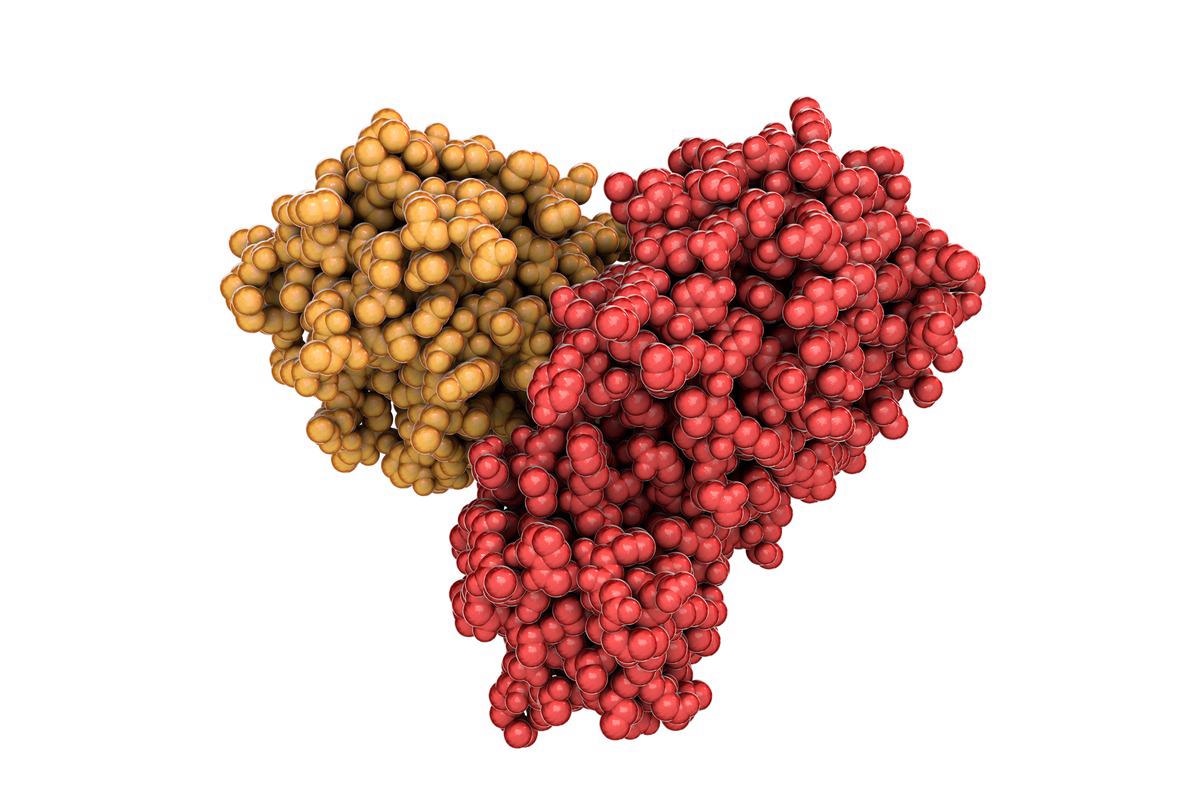 Study: Design of D-Amino Acids SARS-CoV-2 Main Protease Inhibitors Using the Cationic Peptide from Rattlesnake Venom as a Scaffold. Image Credit: Kateryna Kon/Shutterstock