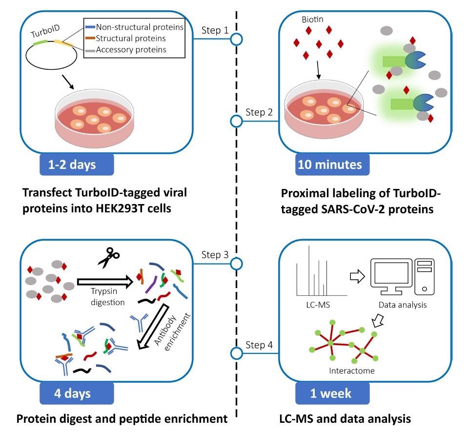 Study: An antibody-based proximity labeling protocol to identify biotinylated interactors of SARS-CoV-2. Image Credit: Star Protocols