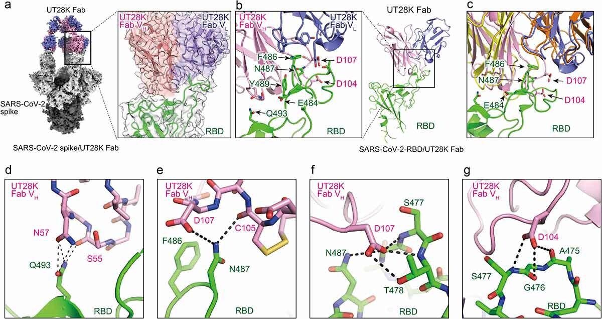 Structures of antibody UT28K bound to the SARS-CoV-2 S protein and their interactions. (a) Cryo-EM structure of Fab UT28K bound to the SARS-CoV-2 S protein trimer. The heavy and light chains of Fab UT28K are shown in pink and marine blue, respectively. The S1 and S2 subunits are shown in gray and black, respectively. The N-linked glycans are shown in cyan. (b) The crystal structure of Fab UT28K bound to the SARS-CoV-2 S protein RBD. The colors of Fab UT28K are the same as shown in A. The SARS-CoV-2 S RBD is shown in green. (c) A comparison of the binding modes of antibodies UT28K and 253XL55 (VH; yellow and VL; Orange) bound to the SARS-CoV-2 S protein RBD. (d-g) Interactions of key residues between Fab UT28K and the SARS-CoV-2 S RBD.