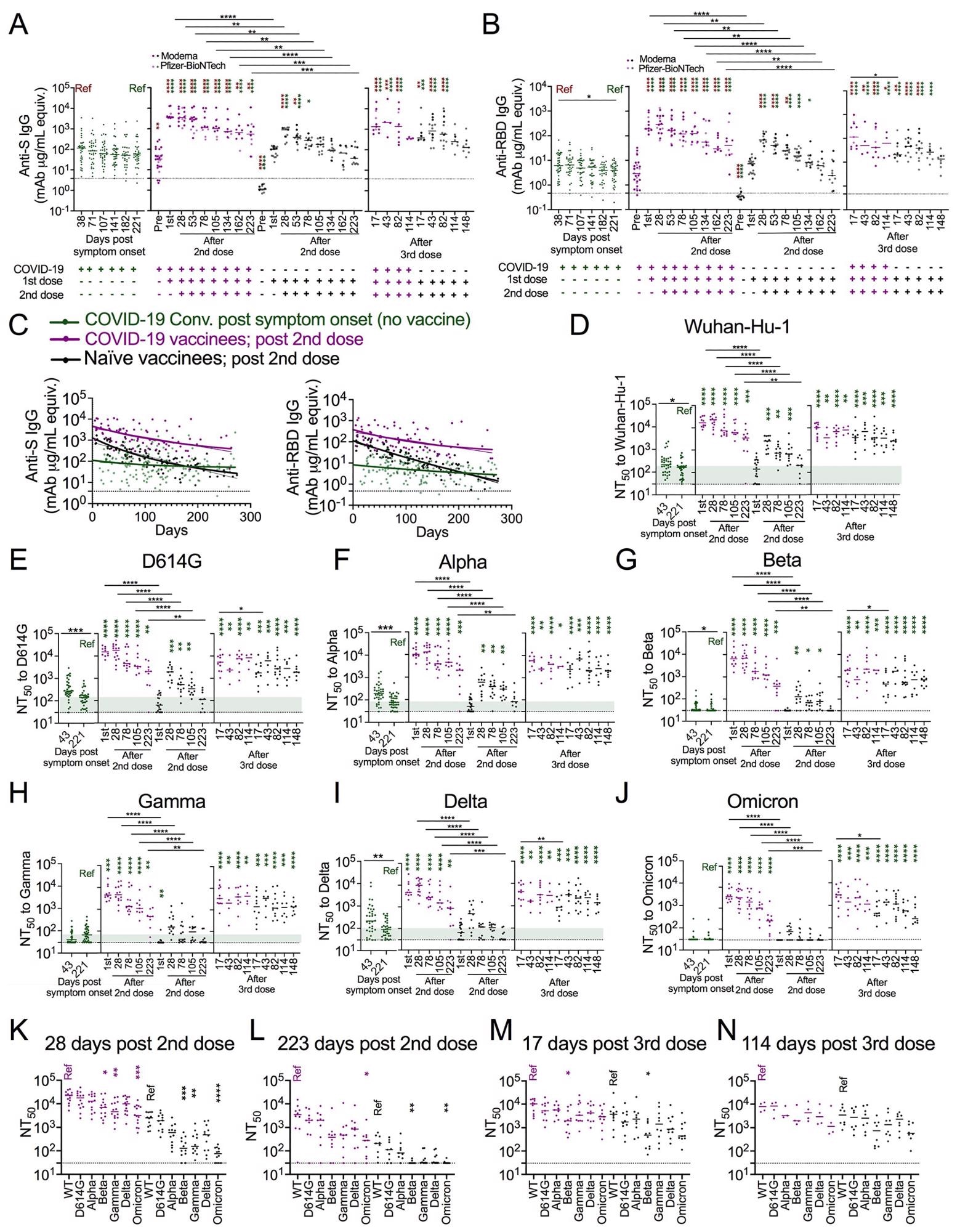 Immune recall by vaccination after prior infection confers greater antibody magnitude and stability. (A, B) Dot plots showing anti-spike (S) (A) and anti-RBD (B) IgG antibody levels in seroconverted COVID-19 convalescents (green, n = 28-34, left), COVID-19 vaccinees (purple, n = 4-28), and naïve vaccinees (black, n = 8-18) over time as indicated. For vaccinees, ANOVA with Tukey’s multiple comparison test was performed to test significant difference of log-transformed antibody data. (C) Dot and line graphs showing anti-S IgG (left) and anti-RBD IgG (right) trajectories in COVID-19 convalescents after natural infection (green, n = 34), and COVID-19 vaccinees (purple, n =28) as well as naïve vaccinees (black, n = 18) after the 2nd vaccine dose. Overlapping fitted curves for both one phase decay (thick line) and linear regression (thin line) models are shown. Green line indicates one-phase decay model and linear regression model fitted curves for log transformed antibody data from the COVID-19 convalescents. The fitted curves from the three groups were significantly different with each other (Extra sum-of-squares F Test, p<0.0001). The Dashed lines represent twice the average of pre-COVID (negative) controls. Extra sum-of squares F test found no significant differences between one phase decay and simple linear regression fitted curves in all cases except anti-S IgG log transformed data from naïve vaccinees. Extra sum of squares F test was used to test for significance of differences between the one phase decay model fitted curves. Analysis of Covariance (ANCOVA) was performed to test the significance of differences between slopes generated from linear regression. (D-J) Dot plots showing 50% pseudovirus neutralization titers (NT50) to indicated SARS-CoV-2 variants in plasma collected from COVID-19 convalescents after natural infection (green, n = 34), and COVID-19 vaccinees (purple, n =3-14) as well as naïve vaccinees (black, n = 6-18) after 2nd and 3rd vaccination as indicated. Kruskal Wallis test and Mann-Whitney U test. (K-N) Dot plots showing NT50 across all the tested variants in plasma collected from COVID-19 vaccinees (purple, n =3-14) and naïve vaccinees (black, n = 8-12) at the time as indicated. Kruskal-Wallis test. Dashed lines in A-C represent twice the average of negative controls, and dashed lines in D-M represent the limit of neutralization detection (i.e., 30). Green thick ribbon indicates the median neutralization level in COVID-19 convalescents at median day of 221 days after symptom onset. Colored asterisks indicate comparisons to the corresponding colored “Ref” in each panel. *p<0.05, **p<0.01 ***p<0.001; ****p<0.0001