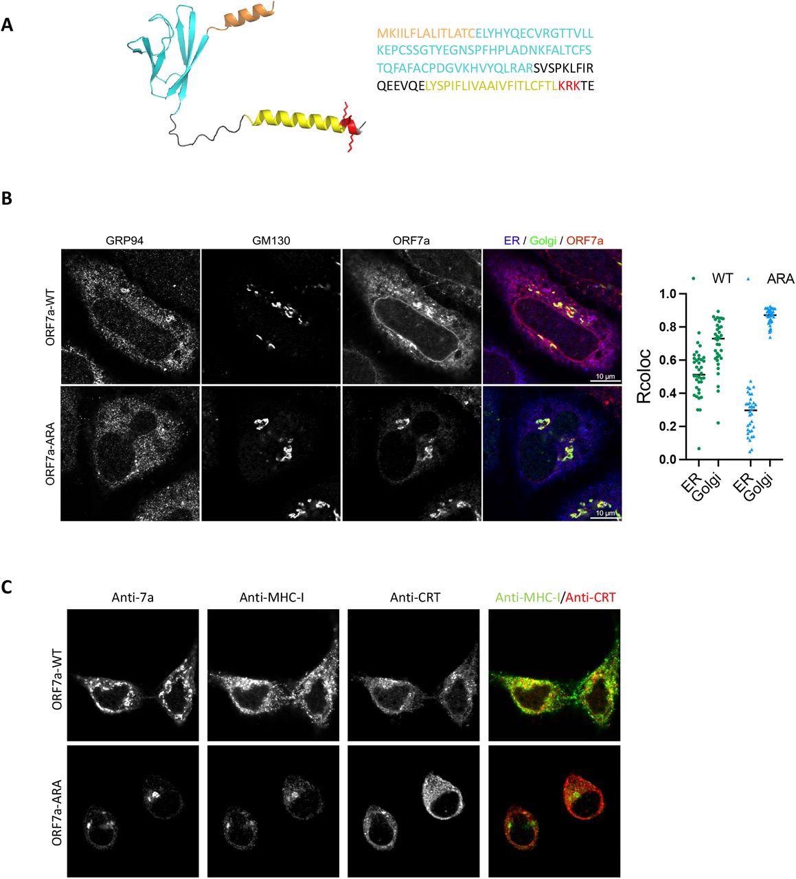 Localization of ORF7a to the ER determines retention of MHC-I. (A) A structural model of the full length ORF7a as generated by AlphaFold (left) and amino acid sequence of the protein (right). Color coding indicates functional features of the protein-orange, ER-targeting signal sequence; cyan, immunoglobulin-like fold; yellow, transmembrane domain; red, the ER-retrieval motif (KRK) in the cytosolic C-terminal tail with the side chains shown. (B) Localization of ORF7a by confocal analysis. HeLaM cells were transfected with plasmids encoding ORF7a-WT or ORF7a-ARA and 24 h post transfection cells were fixed and stained with GRP94 (ER, blue), GM130 (Golgi, green), and ORF7a, red (scale bars, 10 μm) to determine colocalization (n= 35). (C) Localization of MHC-I in the presence of ORF7a-WT or ORF7a-ARA was determined by transfecting HeLaM cells with plasmids encoding ORF7a-WT or ORF7a-ARA for 24 h followed by confocal analysis of ORF7a, MHC-I (green) and calreticulin (ER, red). Scale bars, 10 μm.