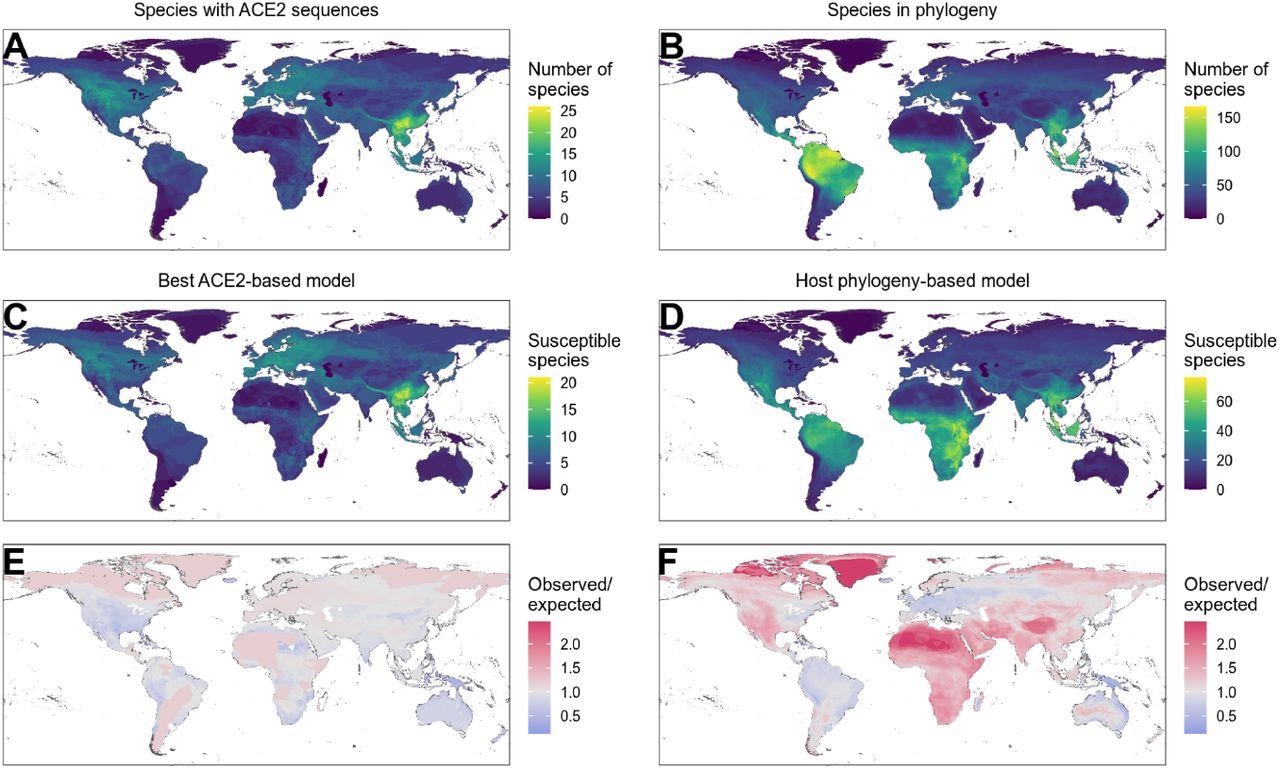 Distribution of wild terrestrial mammals predicted as susceptible depends on input data and model choice. (A – B) Number of species available for prediction by (A) ACE2-based models (limited by ACE2 availability), and (B) phylogeny-based models (nearly all mammals, in this figure limited primarily by the availability of IUCN range data). (C – D) Number of species predicted to be susceptible by (C) the best ACE2-based model (AA consensus distance / AA consensus distance ensemble), and (D) the host phylogeny-only model (phylogenetic eigenvectors). (E – F) Observed over expected ratio comparing the proportion of species in each location predicted as susceptible to the baseline expectation in which the overall proportion of mammal species predicted as susceptible by the relevant model is distributed homogeneously. Values below one indicate a lower proportion than expected, while values above one indicate a higher proportion than expected (i. e. putative hotspots of susceptibility). (E) Predictions from the best ACE2-based model; (F) predictions from the phylogeny-only model.