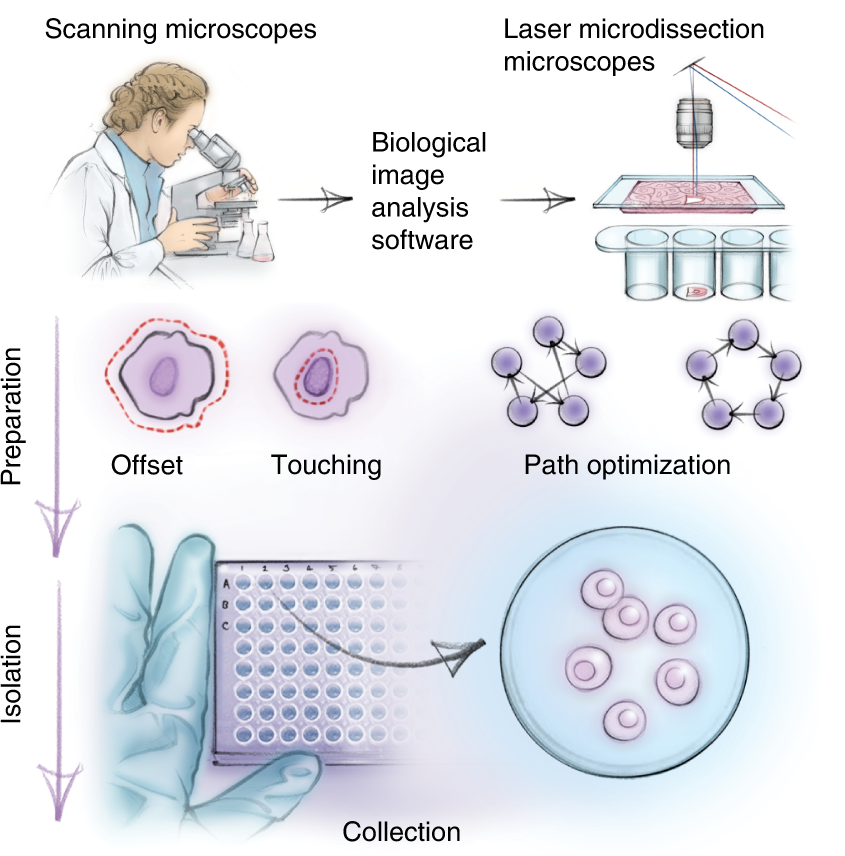 Study: Deep Visual Proteomics defines single-cell identity and heterogeneity. Image Credit: Nature Biotechnology (Nat Biotechnol) - Creative Commons Attribution 4.0 International License