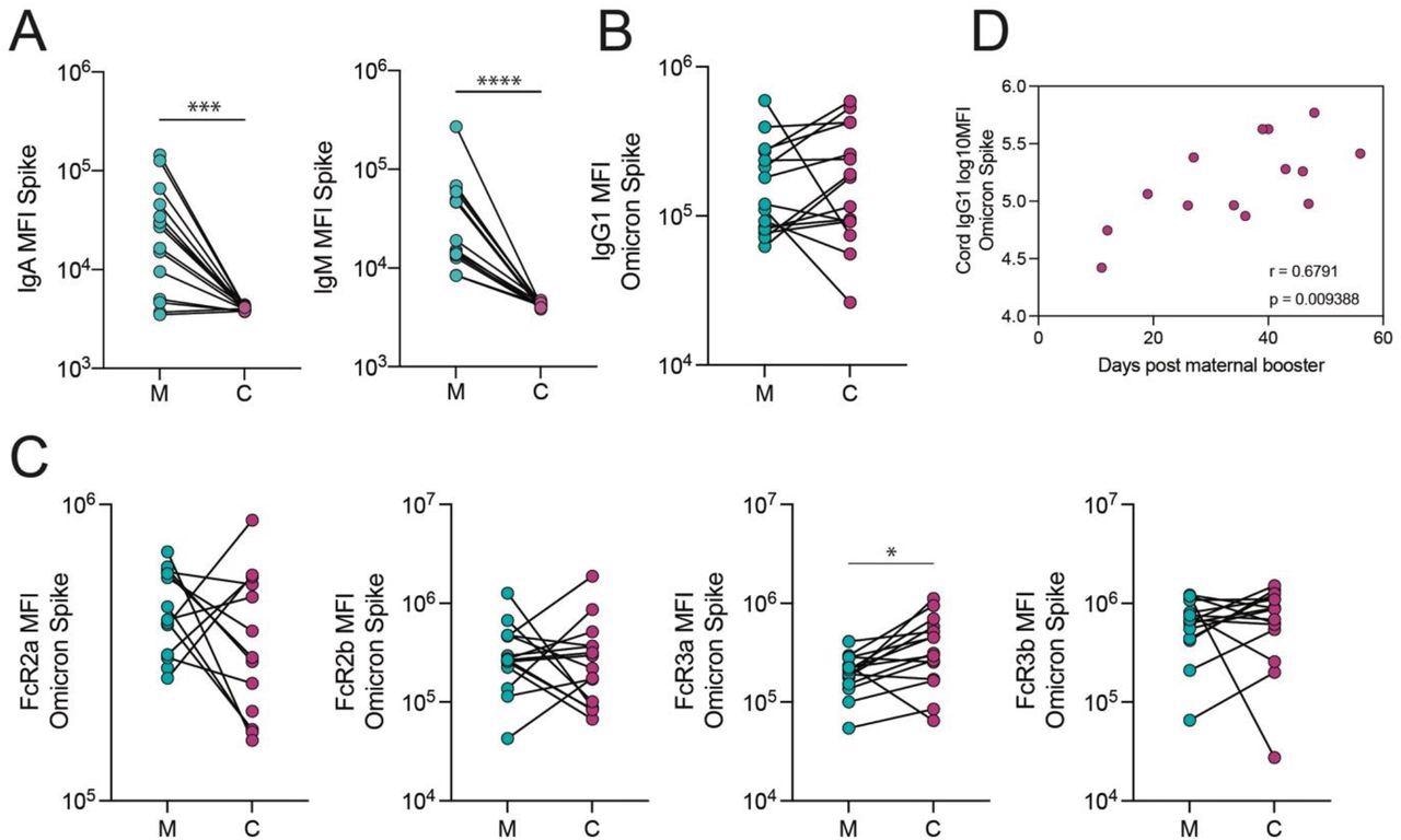 The transfer of Omicron Spike-specific antibodies to the cord after vaccination in the third trimester. A. The dot plots show IgA and IgM against Spike in maternal (M) and cord blood (C). Lines connect matched maternal:cord dyads (n=15). ***p<0.001, ****p<0.0001. B-C. The dot plots show the IgG1 (B) and FcR-binding (C) titer against Omicron Spike in maternal (M) and cord blood (C). Lines connect matched maternal:cord dyads (n=15). Significance was determined by a Wilcoxon signed-rank test followed by a Benjamini-Hochberg correction for multiple testing, * p<0.05. D. The scatter plot shows the correlation of log-transformed cord IgG1 levels against Omicron Spike versus days from maternal booster to delivery. R value reflects a Spearman correlation.