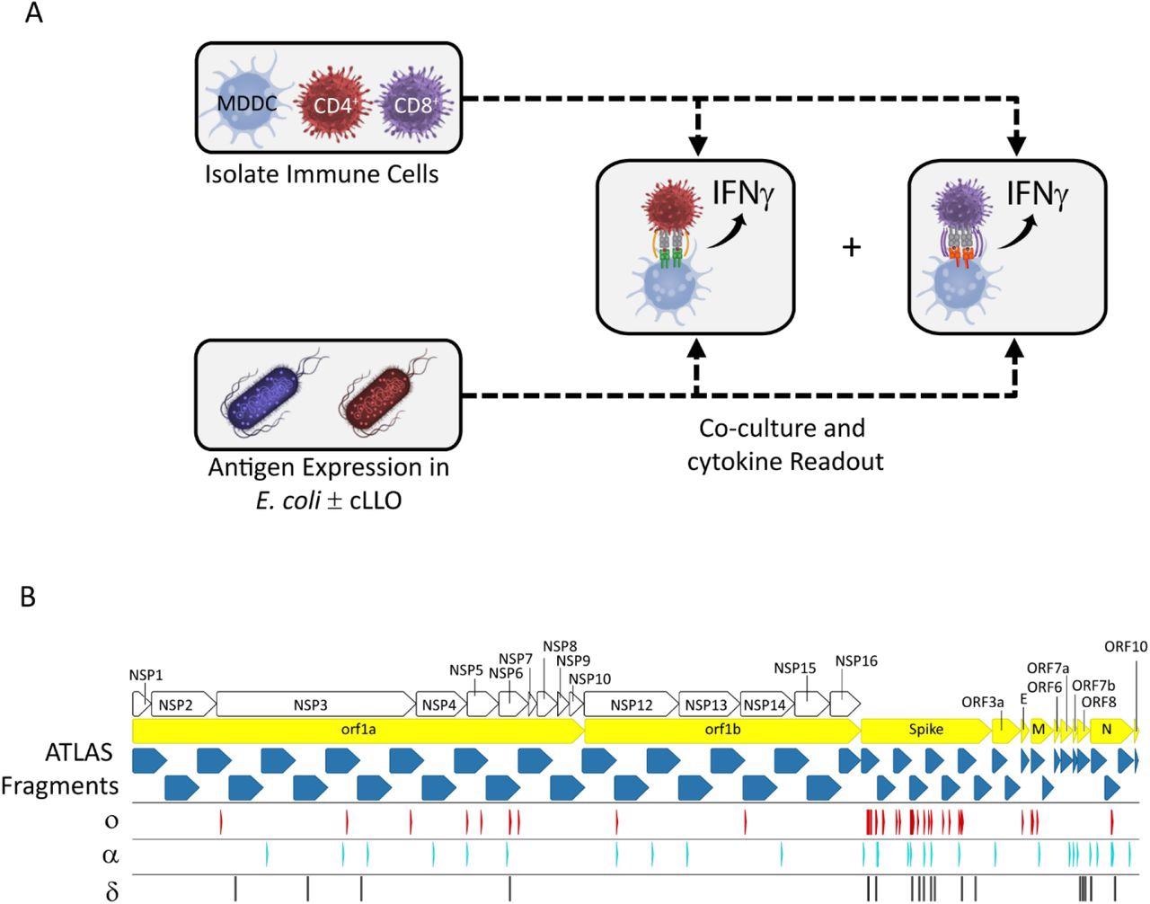 The ATLAS assay and library design. (A) Each putative antigen is expressed individually in two E. coli strains one with and one without cLLO (bottom left box), which are arrayed in expression libraries. Monocyte-derived dendritic cells (MDDCs) as well as CD4+ and CD8+ T cells are isolated from peripheral blood and co-cultured overnight with the E. coli libraries and IFNγ output measured in each well. (B) Schematic representation of the library design depicting the location of the ATLAS Fragments (blue chevrons) in relation to the SARS-CoV-2 orfs (yellow chevrons) and orf1ab NSPs (white chevrons). Mutations from the Omicron (o), Delta (δ), and Alpha (α) VOCs are shown as red, cyan, and black barcodes, respectively.