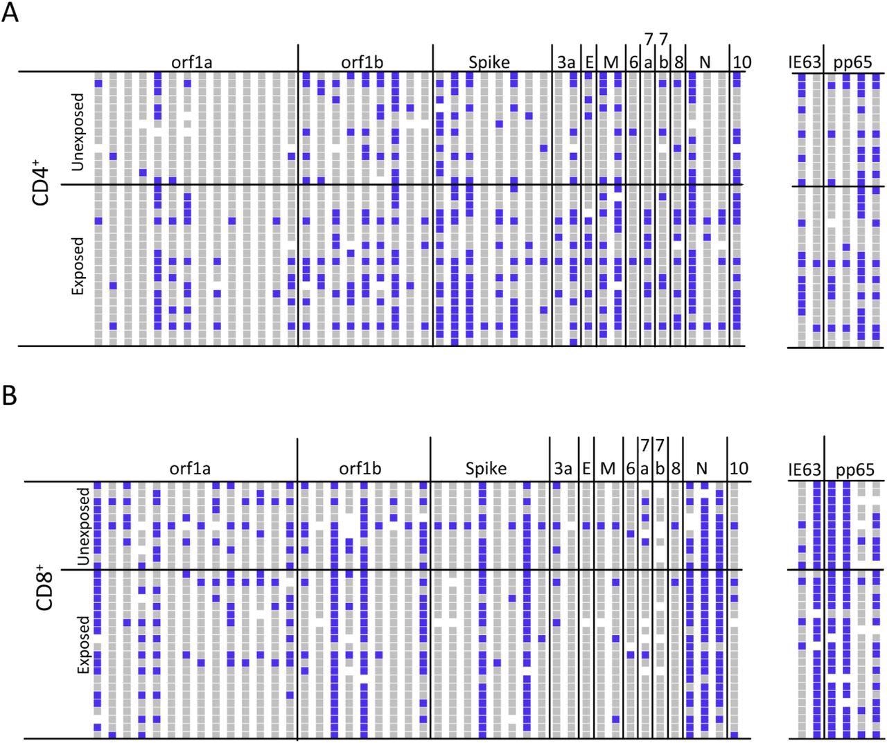 ATLAS identifies common and frequent SARS-CoV-2 antigens. (A) The CD4+ T cell response profiles to SARS-CoV-2 (left) and control antigens (right) for unexposed (N = 14) and exposed (N = 20) donors. Responses are blue, non-responses are grey, and white indicates not tested. Each column represents an ATLAS clone, and each row is a donor. Fragments and donors are grouped by orf and cohort, respectively. (B) The CD8+ response for unexposed (N = 11) and exposed (N = 21) donors are reported similarly.
