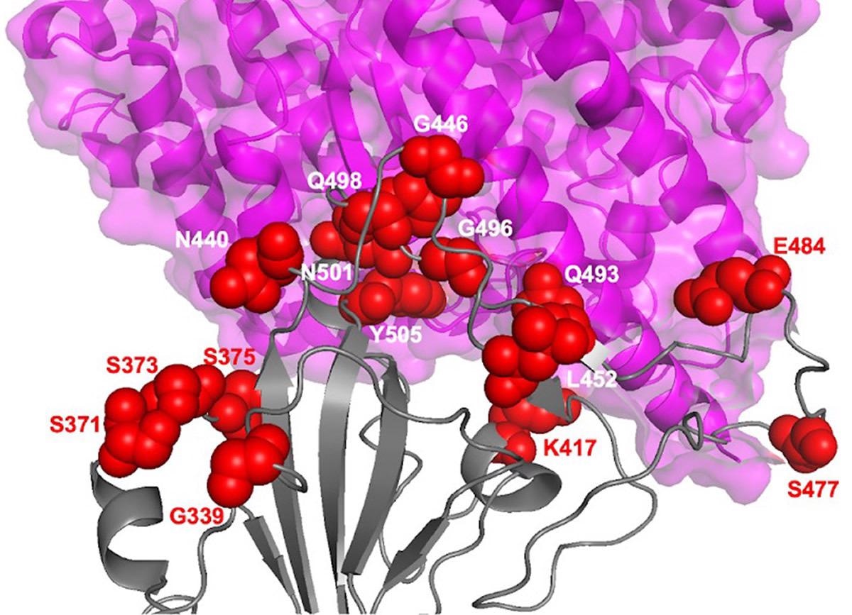 Study: Analysis of 6.4 million SARS-CoV-2 genomes identifies mutations associated with fitness. Image Credit: Science journal