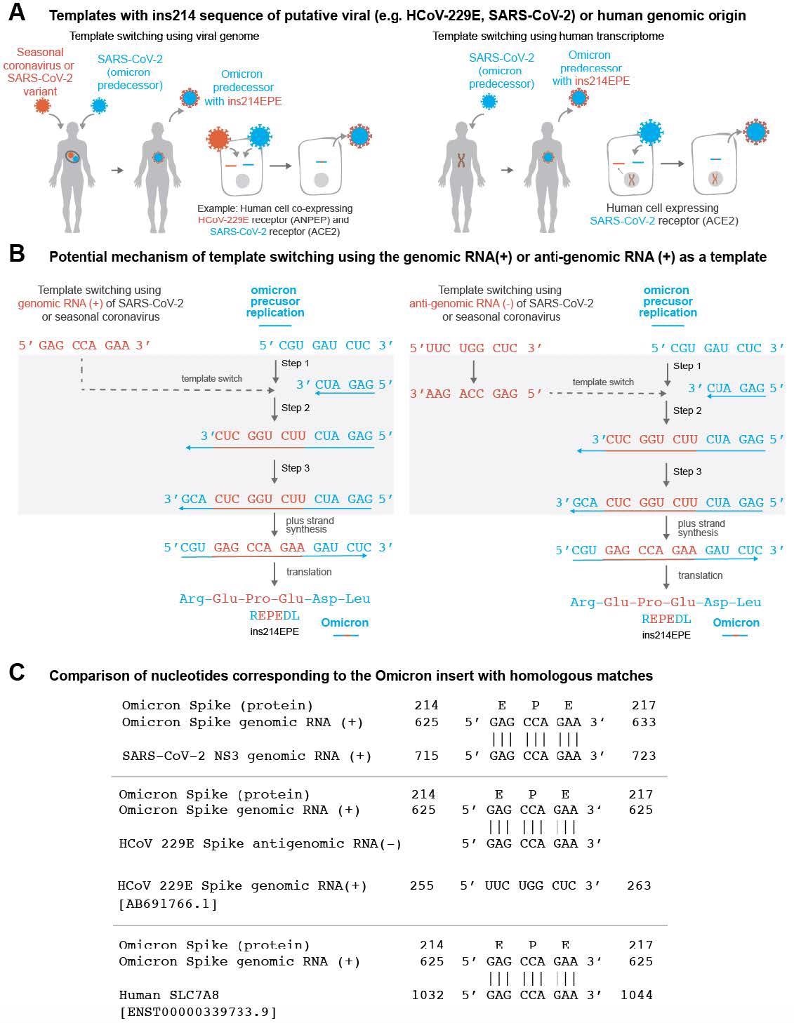 (A) Schematic representation of Omicron evolution through template switching involving viral (e.g. seasonal coronavirus or SARS-CoV-2) or human RNA. (B) Potential mechanism of template switching using viral genomic RNA (positive sense) or anti-genomic RNA (negative sense) as a template. Step 1: Negative strand synthesis begins using Omicron predecessor’s genomic RNA as a template. Step 2: Negative strand synthesis temporarily uses the genomic or anti-genomic RNA of SARS-CoV-2 or a co-infecting virus. Step 3: Negative strand synthesis resumes using Omicron predecessor’s genomic RNA as a template. (C) Examples of matches identical to the nucleotide sequence ‘GAG CCA GAA’ in the SARS-CoV- 2 genome, the HCoV-229E anti-genome, and a human SLC7A8 transcript are shown.