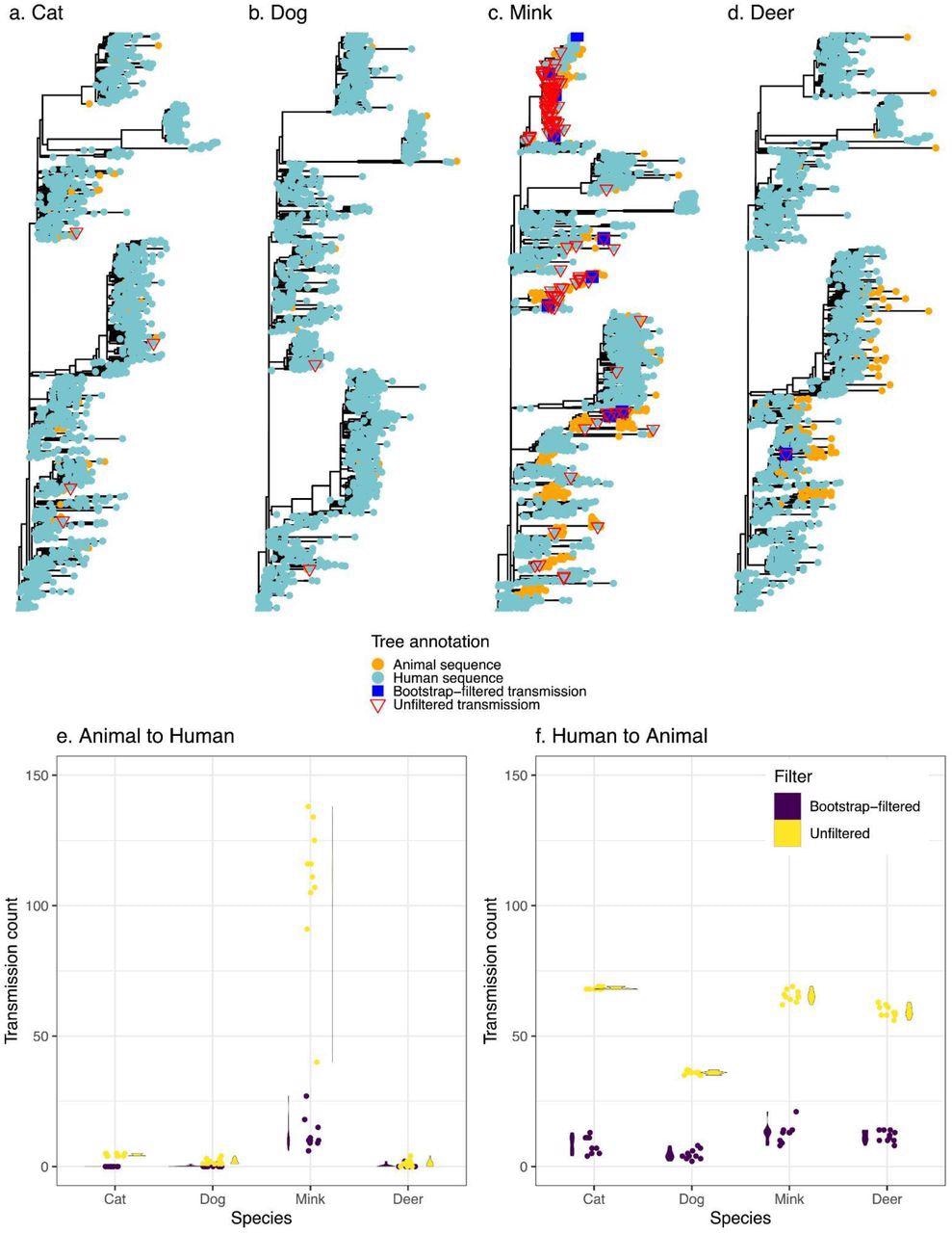 Transmission events inferred between humans and animals. Panels a-d display a representative tree for every species with animal to human transmissions marked on the tree. Trees are rooted with the Wuhan reference genome. Panels e and f display the distribution (violin plots alongside points plotted with jitter to avoid overlap) of inferred transmission counts (across 10 replicate trees) in each animal species, in both bootstrap-filtered and unfiltered trees.