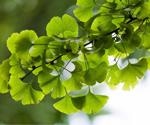 The potential role of Ginkgo biloba L. folium extract in the management of COVID-19