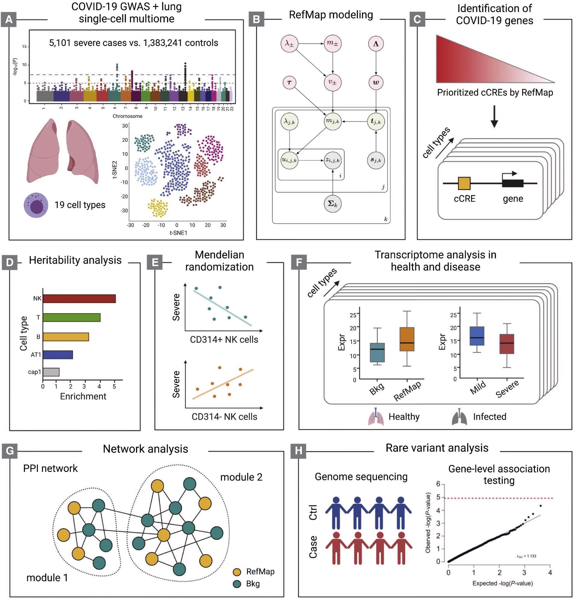 Schematic of the study design (A-H) The COVID-19 GWAS and human lung single-cell multiome (A) are integrated by the RefMap model shown in (B), where gray nodes represent observations, green nodes are local hidden variables, and pink nodes indicate global hidden variables (STAR Methods). Cell-type-specific risk genes are mapped using single-cell multiome profiling (C). Heritability analysis (D), Mendelian randomization (E), transcriptome analysis (F), and network analysis (G) together characterize the functional importance of RefMap genes, particularly for NK cells, in severe COVID-19. Rare variant analysis (H) orthogonally supports the role of NK cells in severe disease. cCRE, candidate cis-regulatory element.