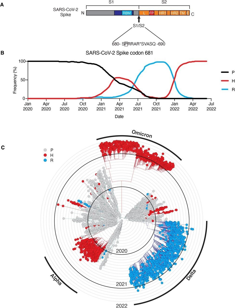 Sequence divergence of SARS-CoV-2 spike-681 among variants of concern. (A) Schematic of SARS-CoV-2 spike protein, highlighting position 681 adjacent to the S1/S2 site. Modified from (Kastenhuber et al., 2022). A subsampled collection of 3043 samples from between Dec 2109 and May 2022 from GISAID was obtained and visualized using Nextstrain (https://nextstrain.org/ncov) (Elbe and Buckland-Merrett, 2017; Hadfield et al., 2018). (B) Frequency of viral genomes sequenced with proline (black), histidine (red), or arginine (blue) at spike codon 681 by date of sample collection. (C) Phylogenic tree rendered by Nextstrain. Genotype at S681 of each sample is indicated by proline (gray), histidine (red), or arginine (blue). Branches corresponding to dominant variants of concern are highlighted in the outer ring.