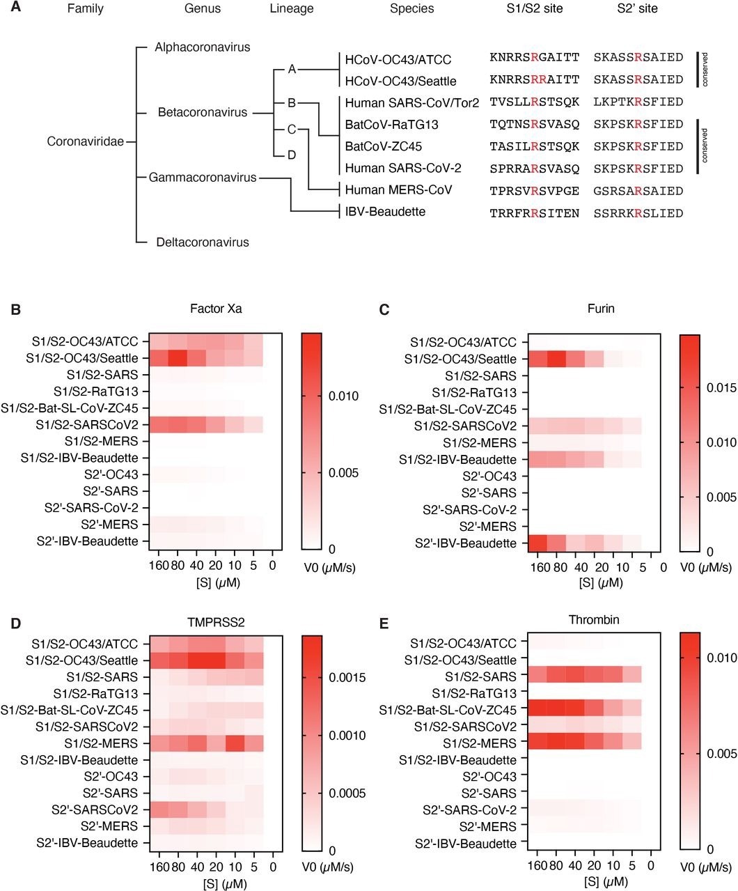 Proteolytic fingerprint of diverse coronavirus lineages. (A) Phylogenic relationship of a panel of coronaviruses with the corresponding aligned S1/S2 and S2’ cleavage sites. Heatmaps depicting the initial velocity V0 of cleavage of the indicated peptide substrates (rows) and concentrations (columns) by (B) factor Xa, (C) furin, (D) TMPRSS2, and (E) thrombin.