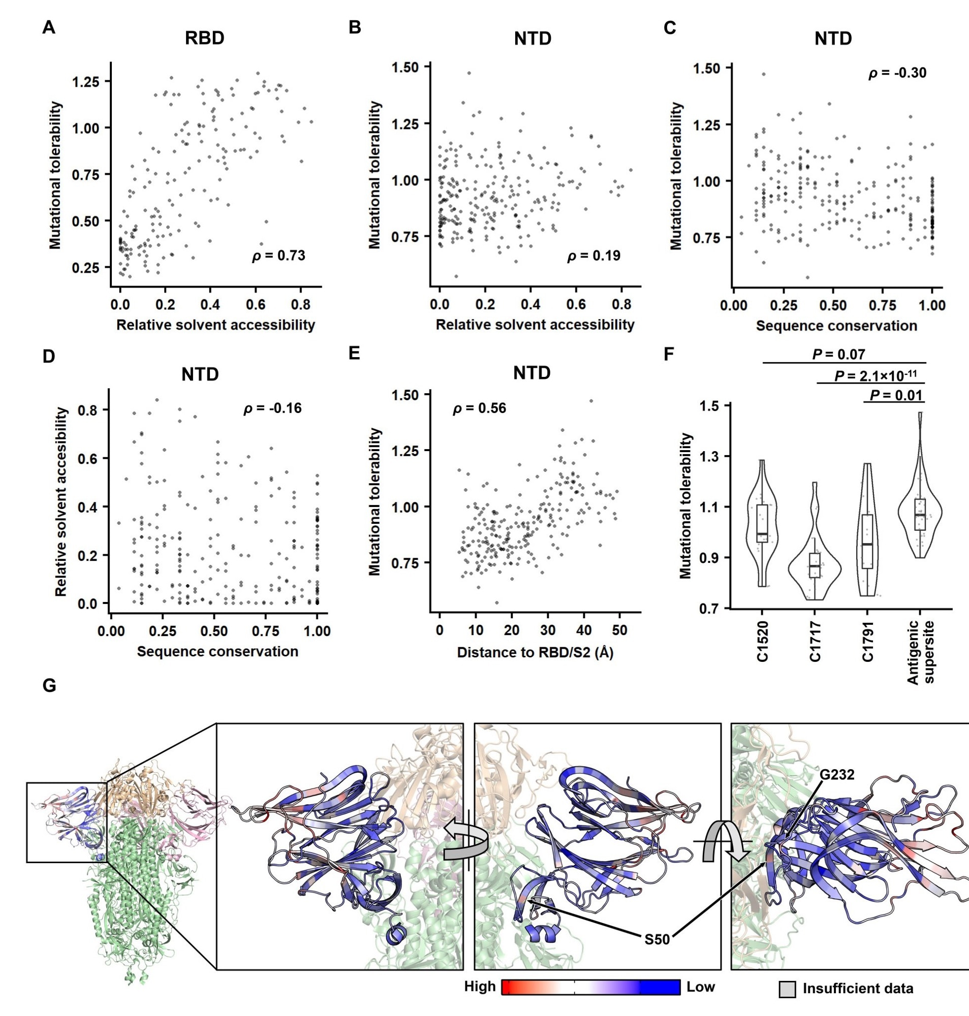 Identifying the biophysical determinants of mutational tolerability. (A-B) The relationship between relative solvent accessibility (RSA) and the mutational tolerability is shown for (A) RBD and (B) NTD. The deep mutational scanning data on RBD expression was from a previous study42. (C-D) The relationship between sequence conservation among 27 sarbecovirus strains and (C) the mutational tolerability, or (D) RSA of each NTD residue is shown. of each NTD residue is shown. (A-E) Each data point represents one residue. The Spearman’s rank correlation coefficient (ρ) is indicated. (F) The mutational tolerability of residues within the cross-neutralizing NTD antibody epitopes (C1520, C1717, C1791)16 is compared to that within the antigenic supersite14 using a violin plot. Each data point represents one residue. P-values were computed by a two-tailed t-test. (G) The mutational tolerability of each NTD residue is projected on one NTD of the S trimer structure (PDB 6ZGE44 and PDB 7B6245). Red indicates residues with higher mutational tolerability, while blue indicates residues with lower mutational tolerability. Residues with insufficient data to calculate mutational tolerability are colored in grey. Two residues of interest, namely S50 and G232, are indicated. RBDs are colored in wheat, the two other NTDs are in pink, and the rest of the S1 and S2 subunits are in green.