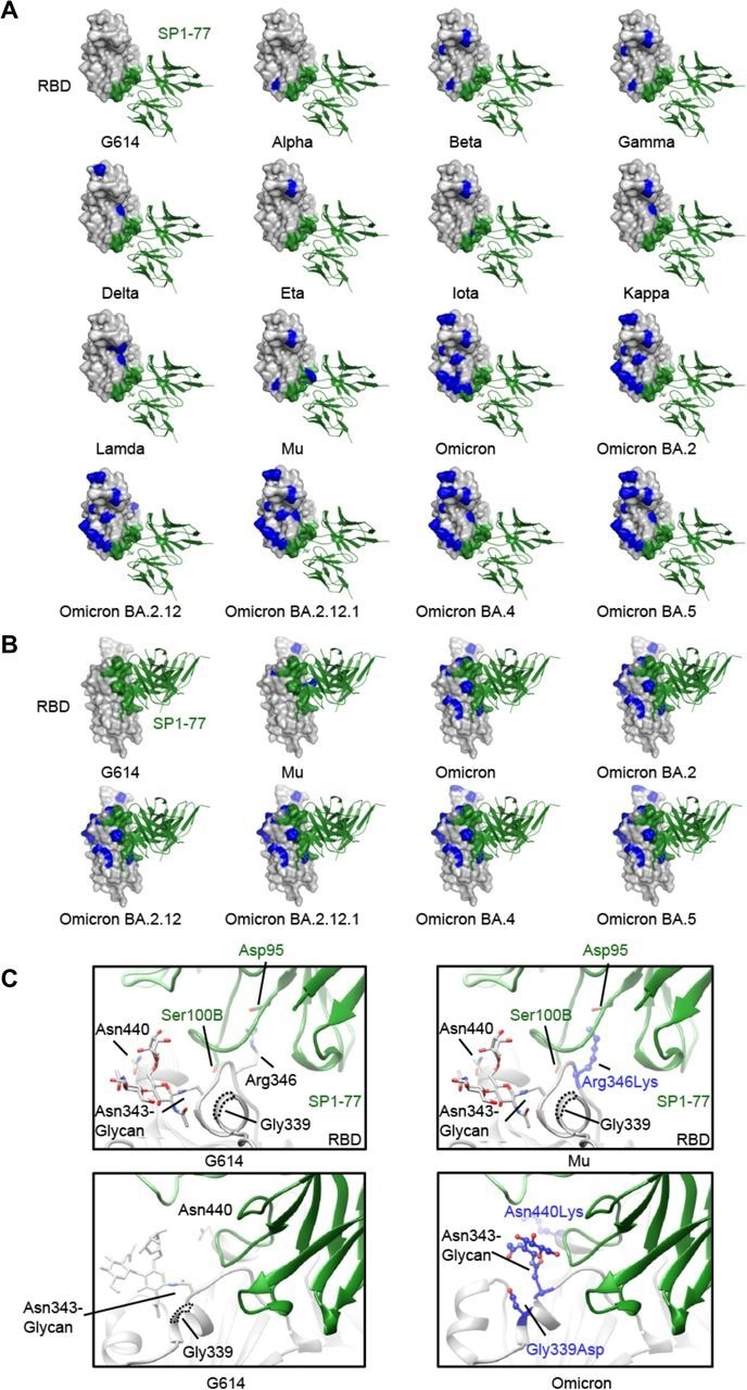 Modeled SP1-77 binding site on various SARS-CoV-2 variants. (A) The potential footprint of SP1-77 on the modeled RBDs from different SARS-CoV-2 variants in a top view. The RBD is shown in surface representation in gray with the SP1-77 footprint highlighted in green and the mutations in each variant in blue. The Fv region of SP1-77 is shown in ribbon diagram in green. Most mutations on spike variants are not located at the SP1-77 footprint. (B) Side view of a selected panel from A. (C) Structural comparison of the SP1-77 binding interface among the RBDs of wildtype G614, Mu and Omicron variants. The conservative nutation R343K in Mu preserves the salt bridge between the residue 343 in the RBD and the SP1-77 D99. The mutations in Omicron variant reconfigures the local conformation near the N343-glycan, which is on the edge of SP1-77 footprint. The RBD is colored in gray, the SP1-77 heavy chain in green and the light chain in light green. Mutations in the Mu and Omicron variants are shown in stick and ball model in blue.