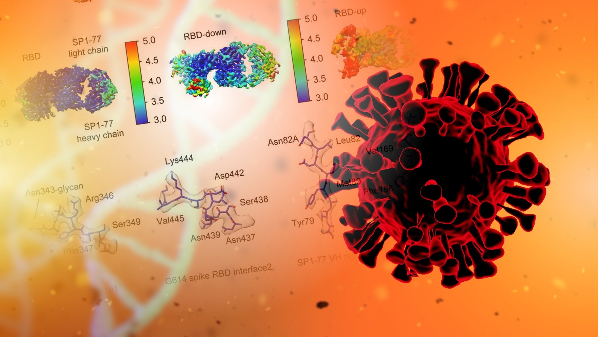 Study: Humanized antibody potently neutralizes all SARS-CoV-2 variants by a novel mechanism.