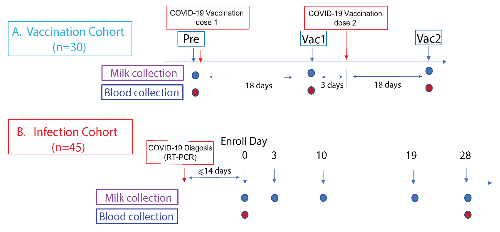 Study cohorts and experimental design. This prospective study consist of two cohorts: (A) The vaccination cohort enrolled lactating parents (n = 30) older than 18 years without COVID-19 infection history and scheduled to receive either the Pfizer-BioNTech/BNT162b2 or Moderna/mRNA-1273 mRNA vaccination. The human milk and fingerstick blood samples were collected before vaccination and 18 days after the first and second doses each. (B) The infection cohort enrolled lactating parents who had received an RT-PCR COVID-19 diagnosis within the previous 14 days. The human milk samples were collected at enrollment day 0, then on days 3, 10, 19, and 28. Fingerstick blood samples were collected on days 0 and 28.
