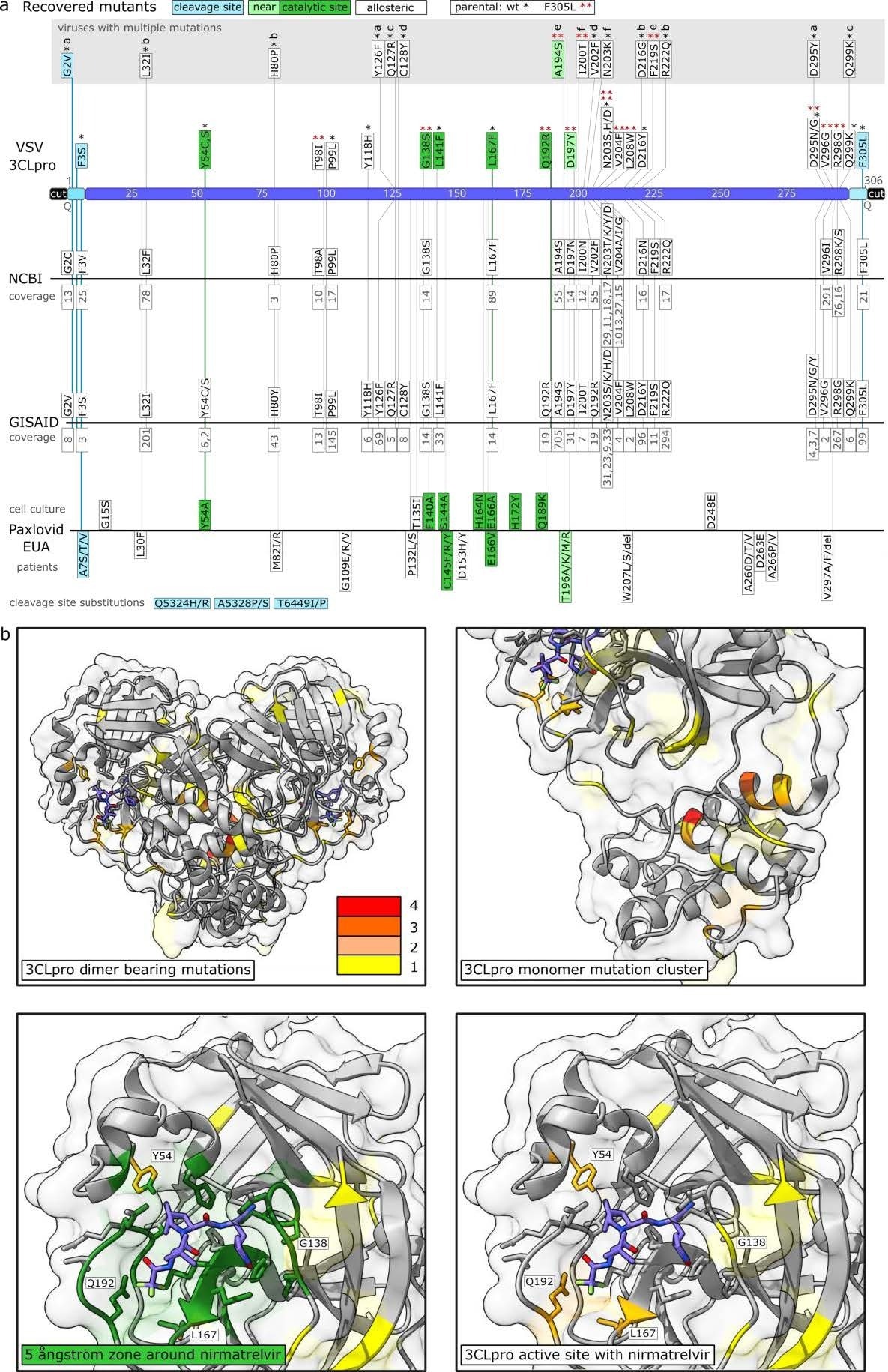Sequencing of escape mutants and comparison to sequence data bases and Pfizer EUA. a: Mutants were recovered from VSV-G-3CLpro-L wild-type (*) and pre-mutated F305L variant (red **). Autocleavage site mutants are colored in turquoise, catalytic site mutants in green, near catalytic site mutants in light green and “allosteric” mutants in white. Viruses with more than one mutation are displayed separately and listed a-f. Frequencies from sequence data bases are displayed below the mutations in grey. Mutations from Pfizer EUA are divided into mutations found in cell culture and such sequenced from treated patients. Additional distant cleavage site mutations outside the 3CLpro open reading frame are depicted at the bottom. The coverage of mutation entries was obtained on march 3rd, 2022. b: Visualization of mutation-affected residues. Residues that were mutated one time are highlighted in yellow, two times in light orange, three times dark orange and four times in red. The 3CLpro protease dimer with bound nirmatrelvir was visualized in ChimeraX from the Protein Data Bank structure 7vh8. Catalytic center mutations are within a range of 5 ångström as visualized in dark green.