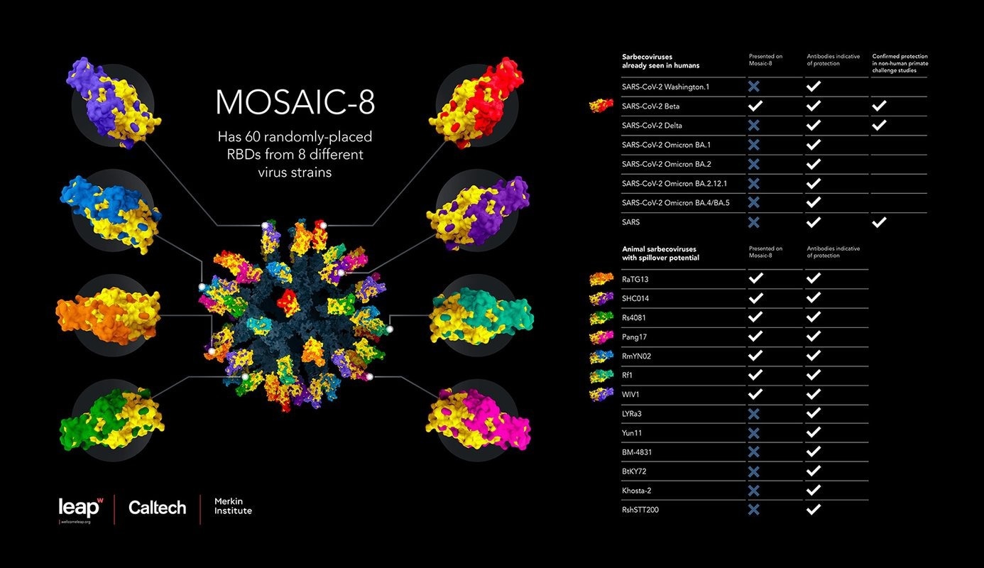 This infographic illustrates the new vaccine, composed of RBDs from eight different viruses. The table shows the broad spectrum of SARS-CoV-2 variants and related coronaviruses that the vaccine induces protection against. Credit: Courtesy of Wellcome Leap, Caltech, and Merkin Institute